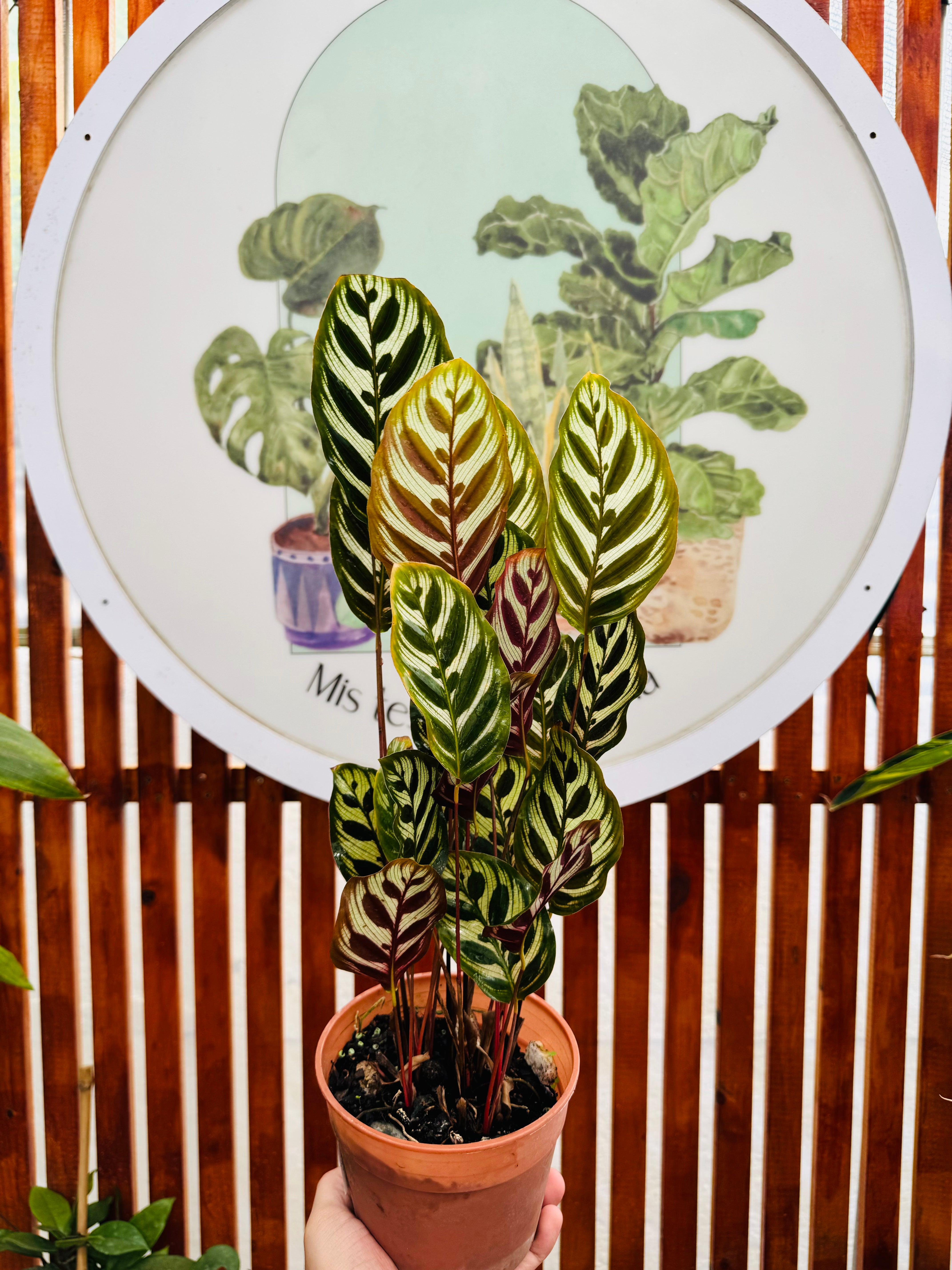Calathea Makoyana