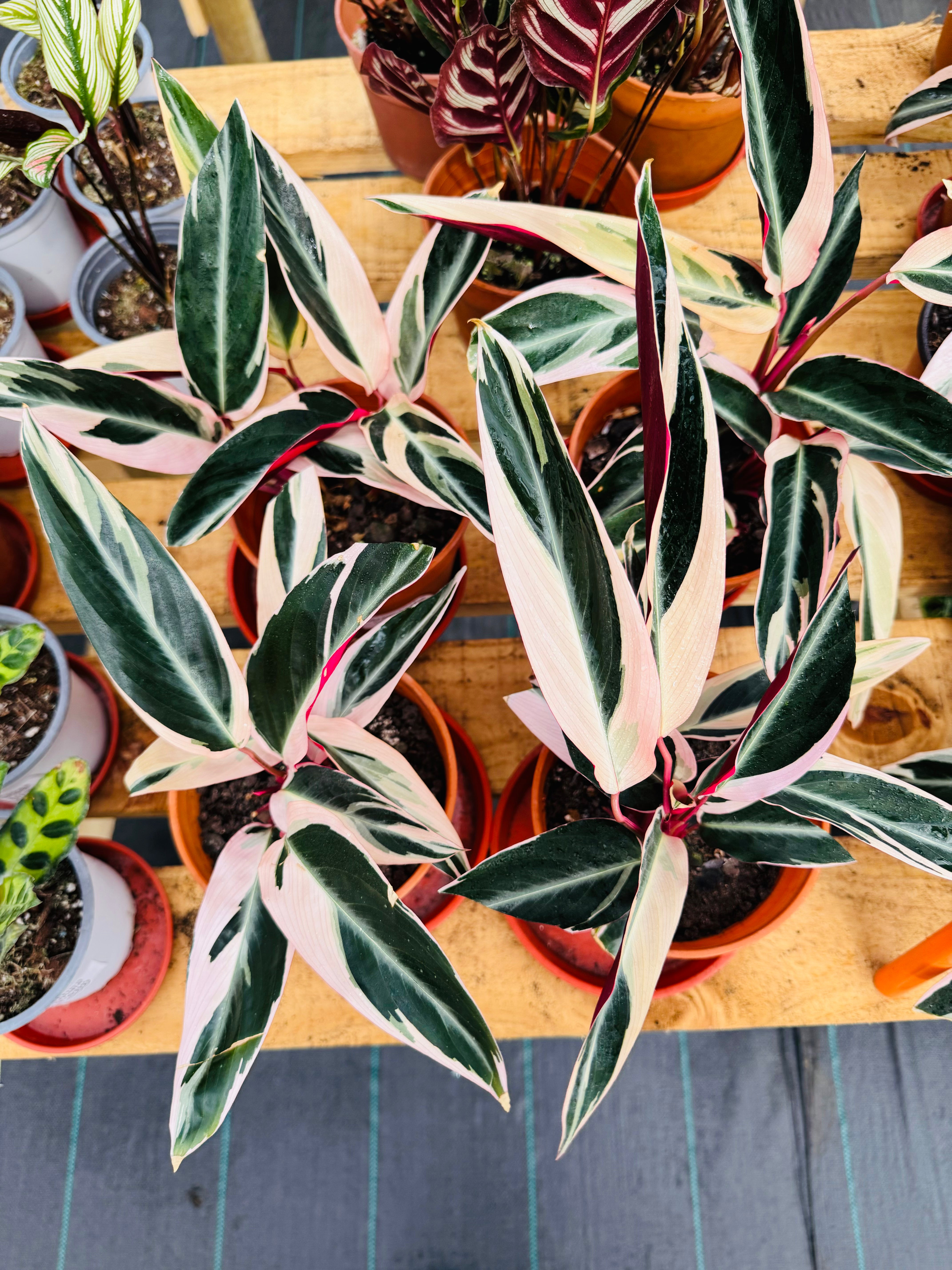 Stromanthe Triostar - Sanguinaria