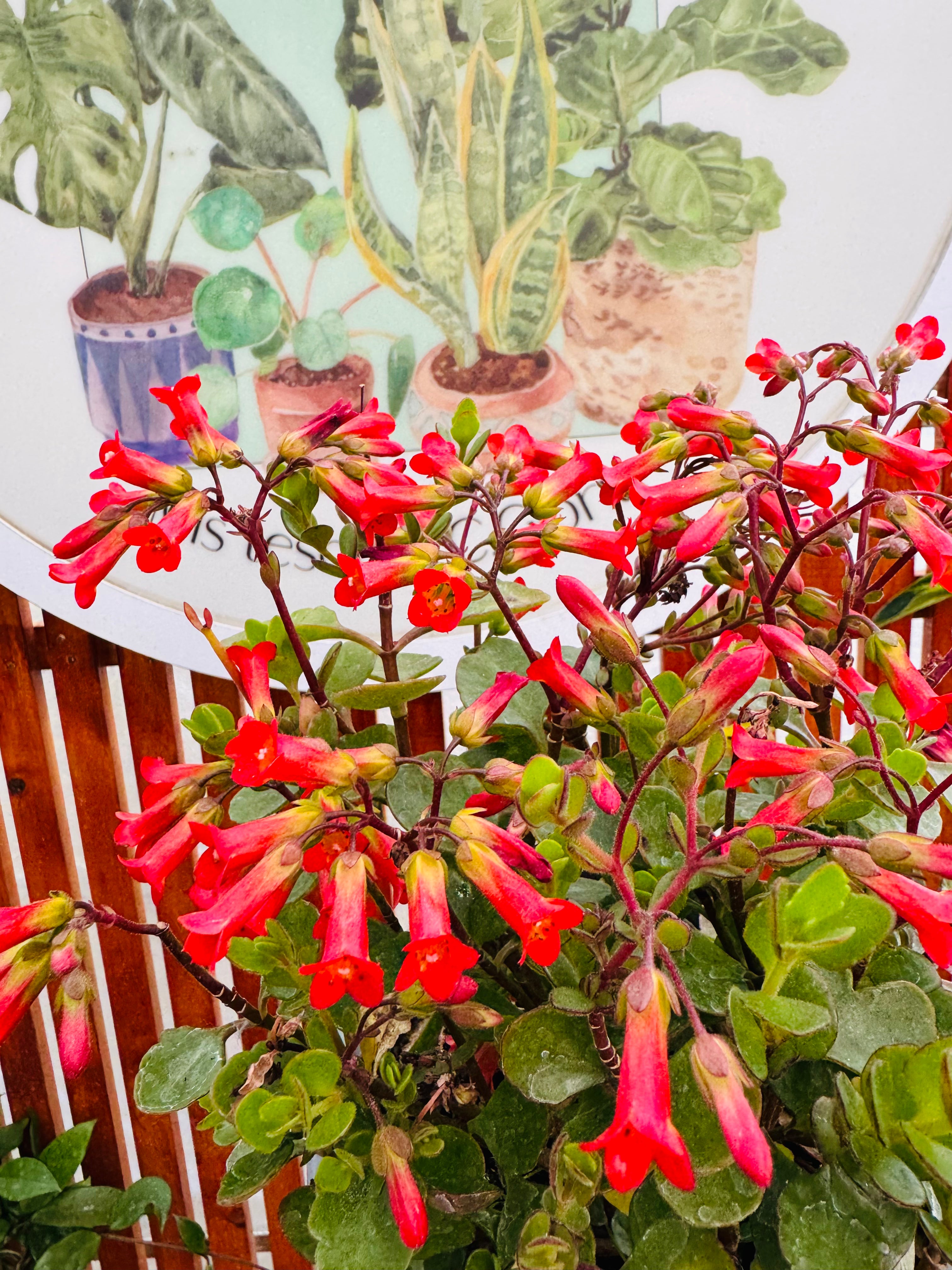 Vivero Mis Tesoros C Gloria