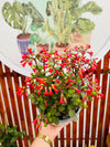 Kalanchoe Campanita