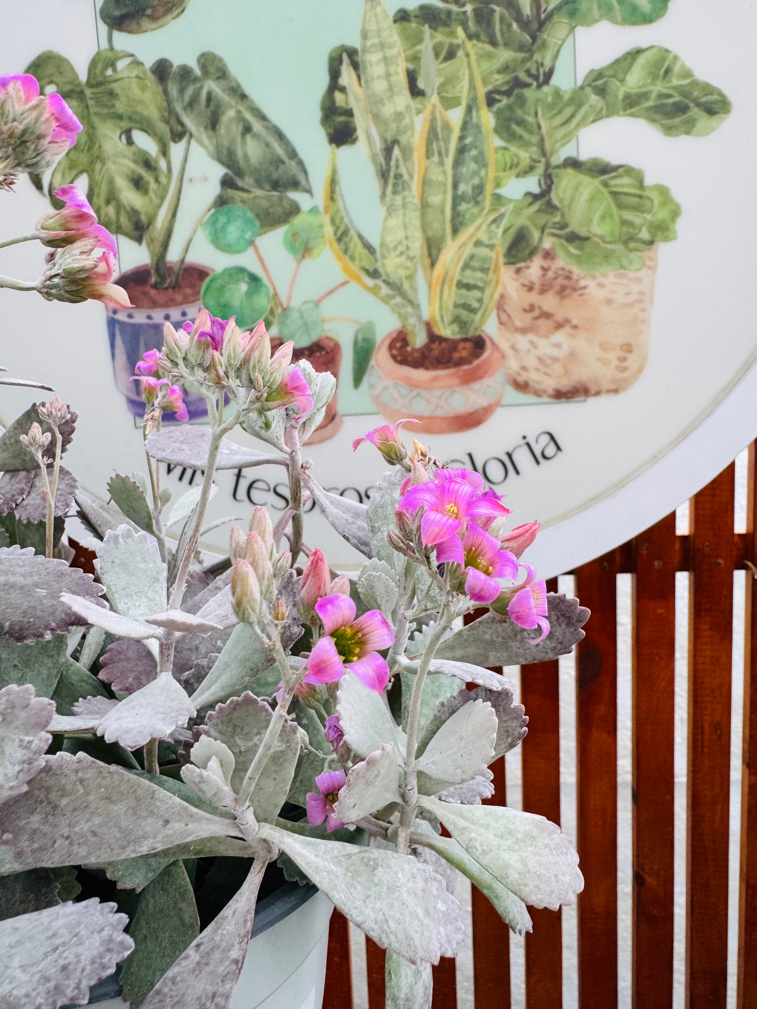 Vivero Mis Tesoros C Gloria