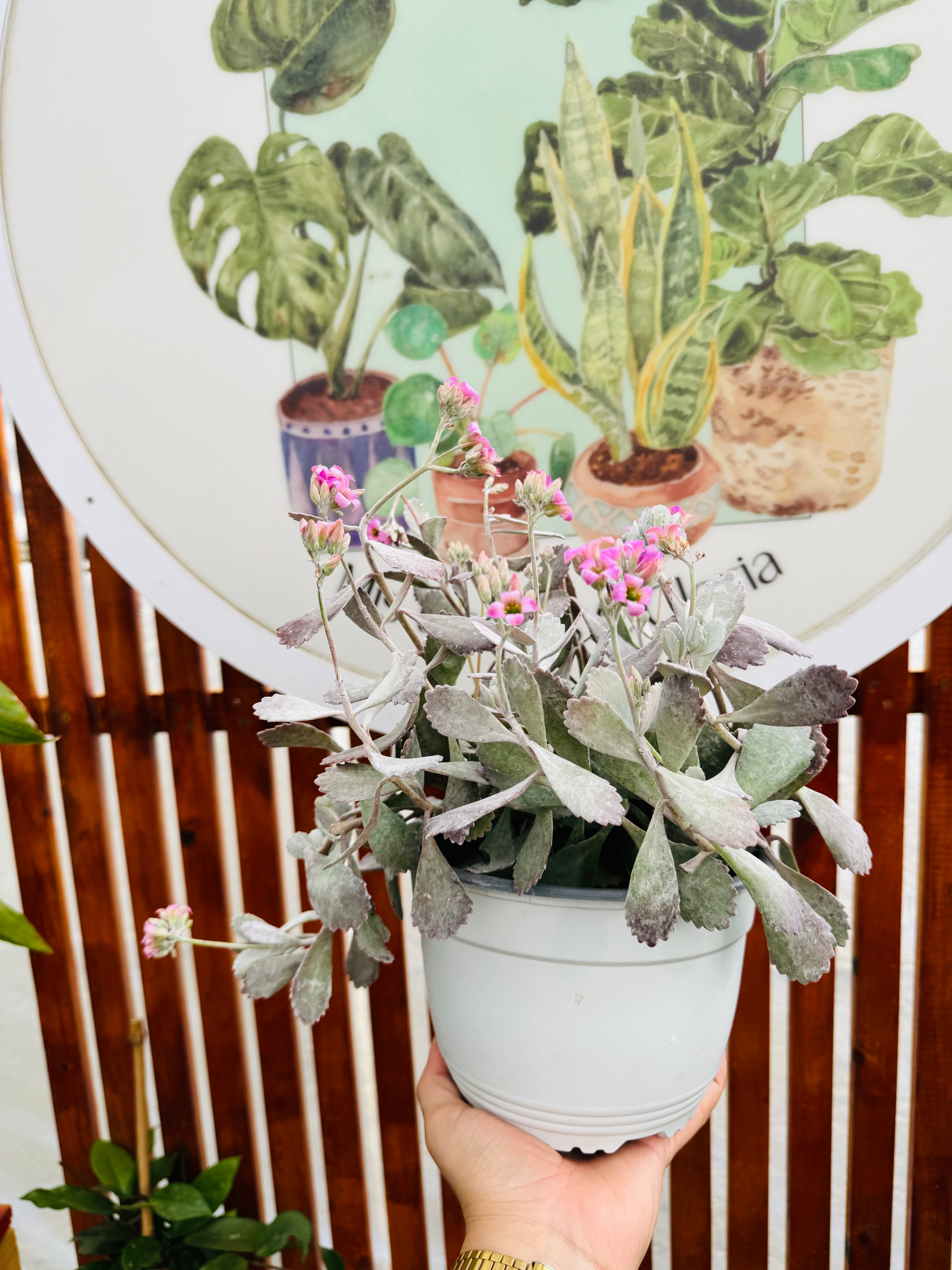 Kalanchoe Flor Rosada