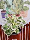 Geraneo Variegado