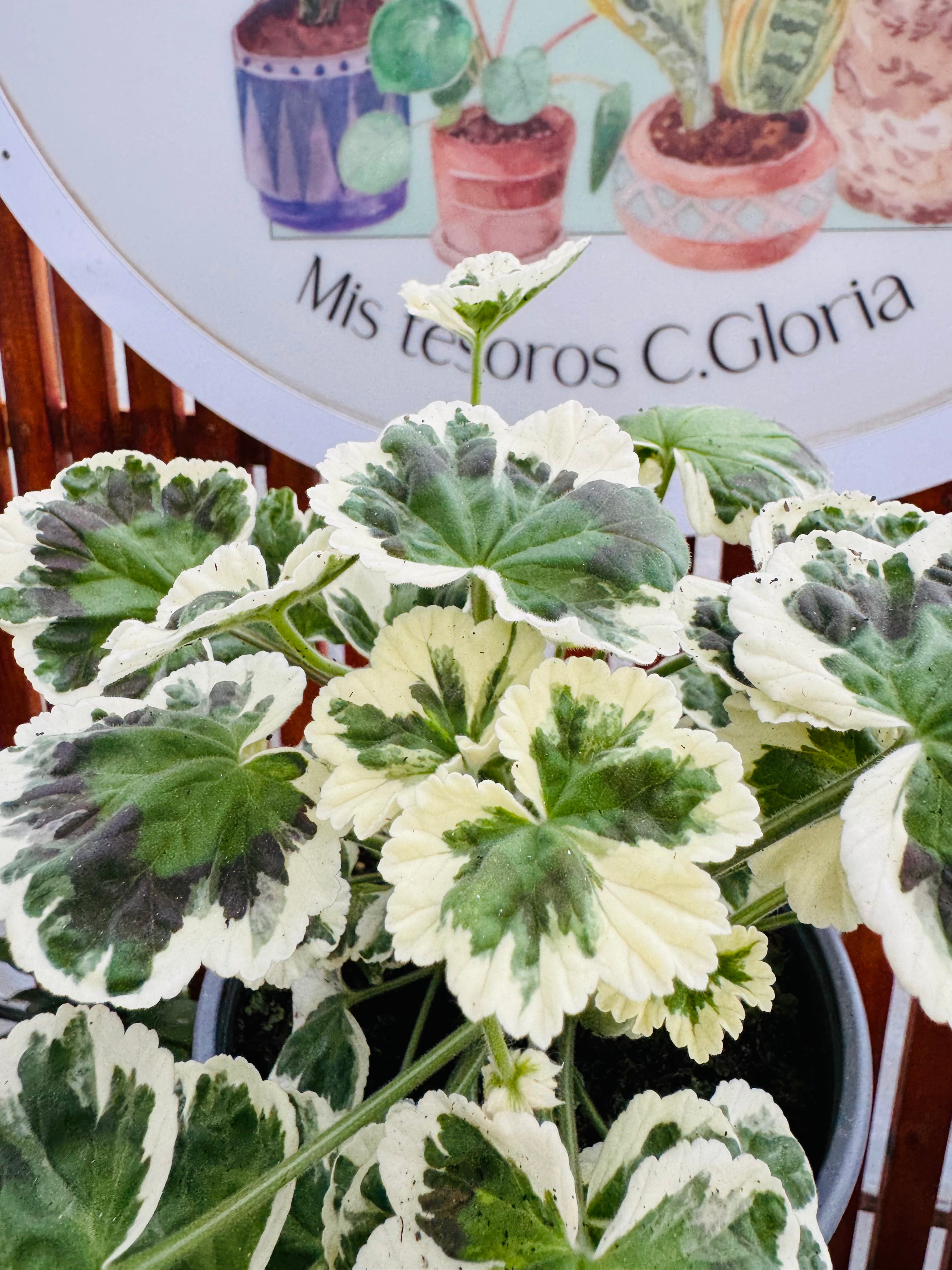Vivero Mis Tesoros C Gloria
