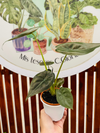 Alocasia Wentii