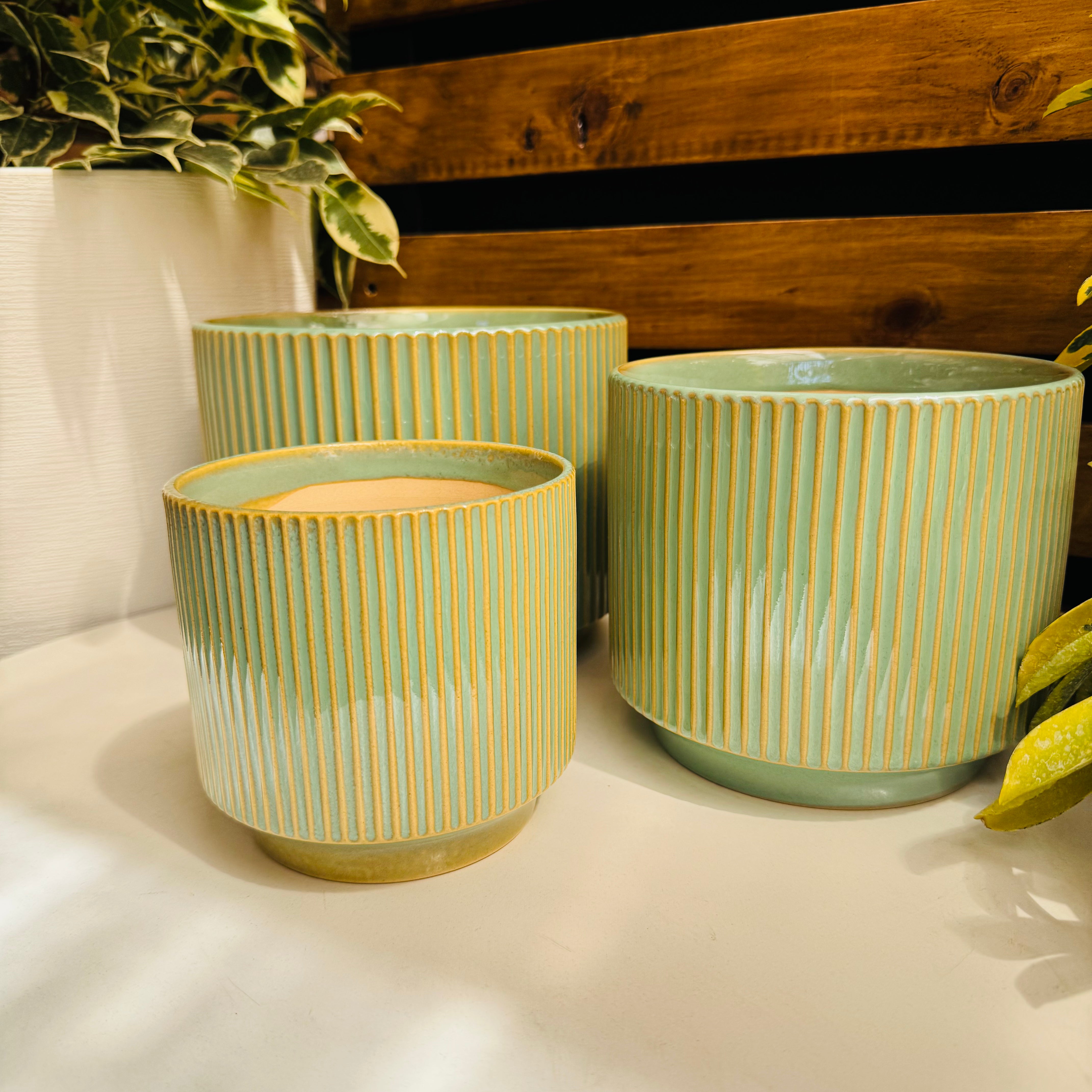 Vivero Mis Tesoros C Gloria