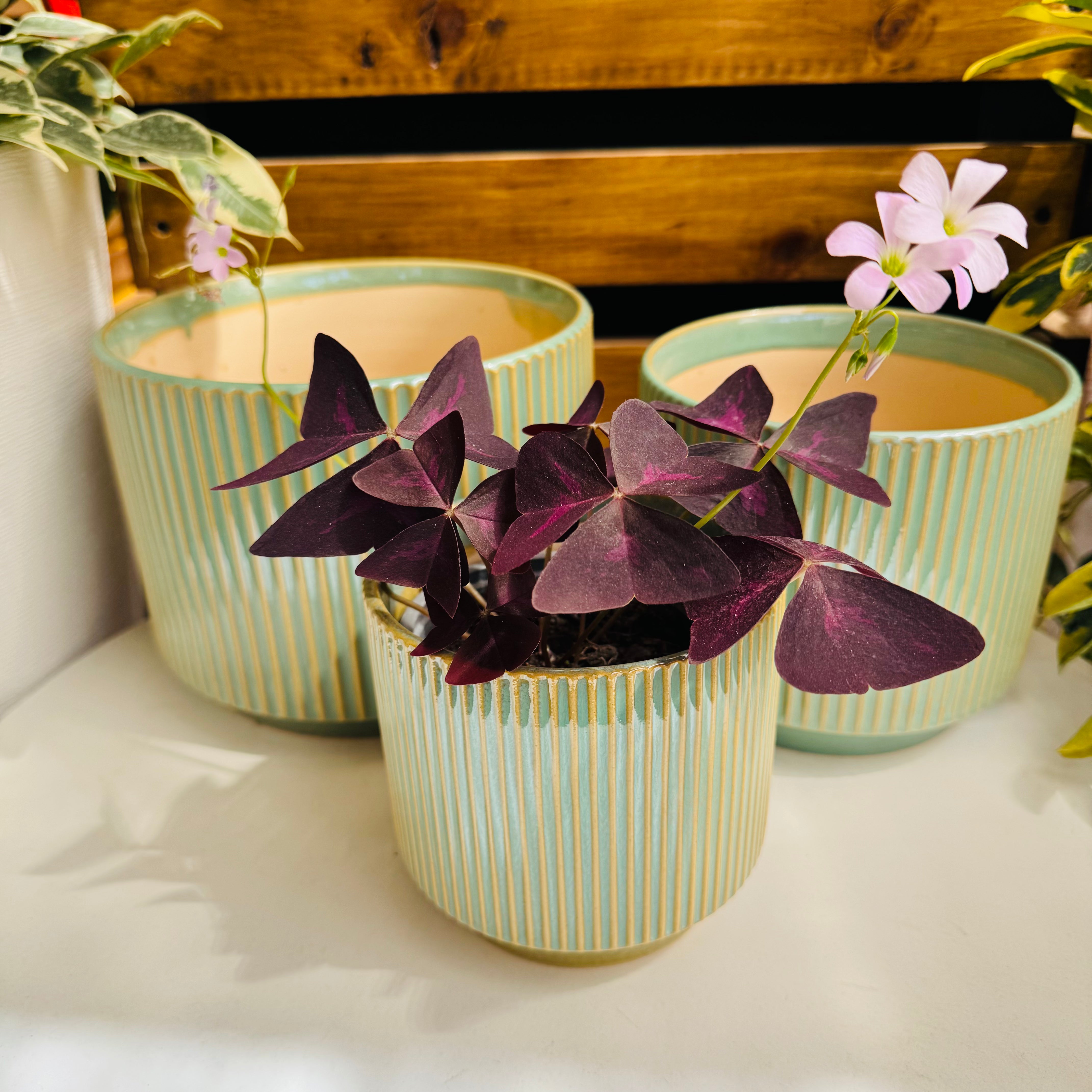 Vivero Mis Tesoros C Gloria