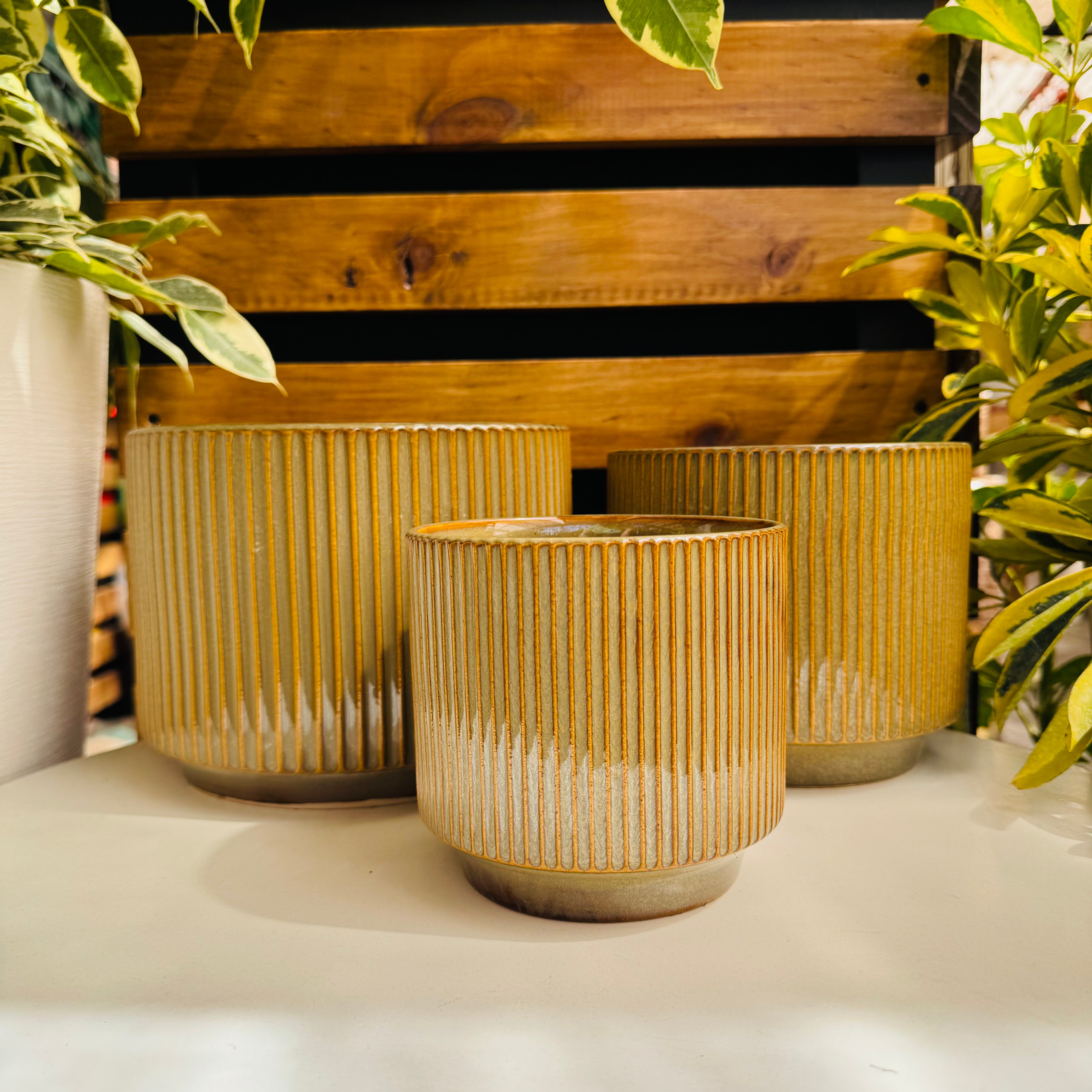 Vivero Mis Tesoros C Gloria