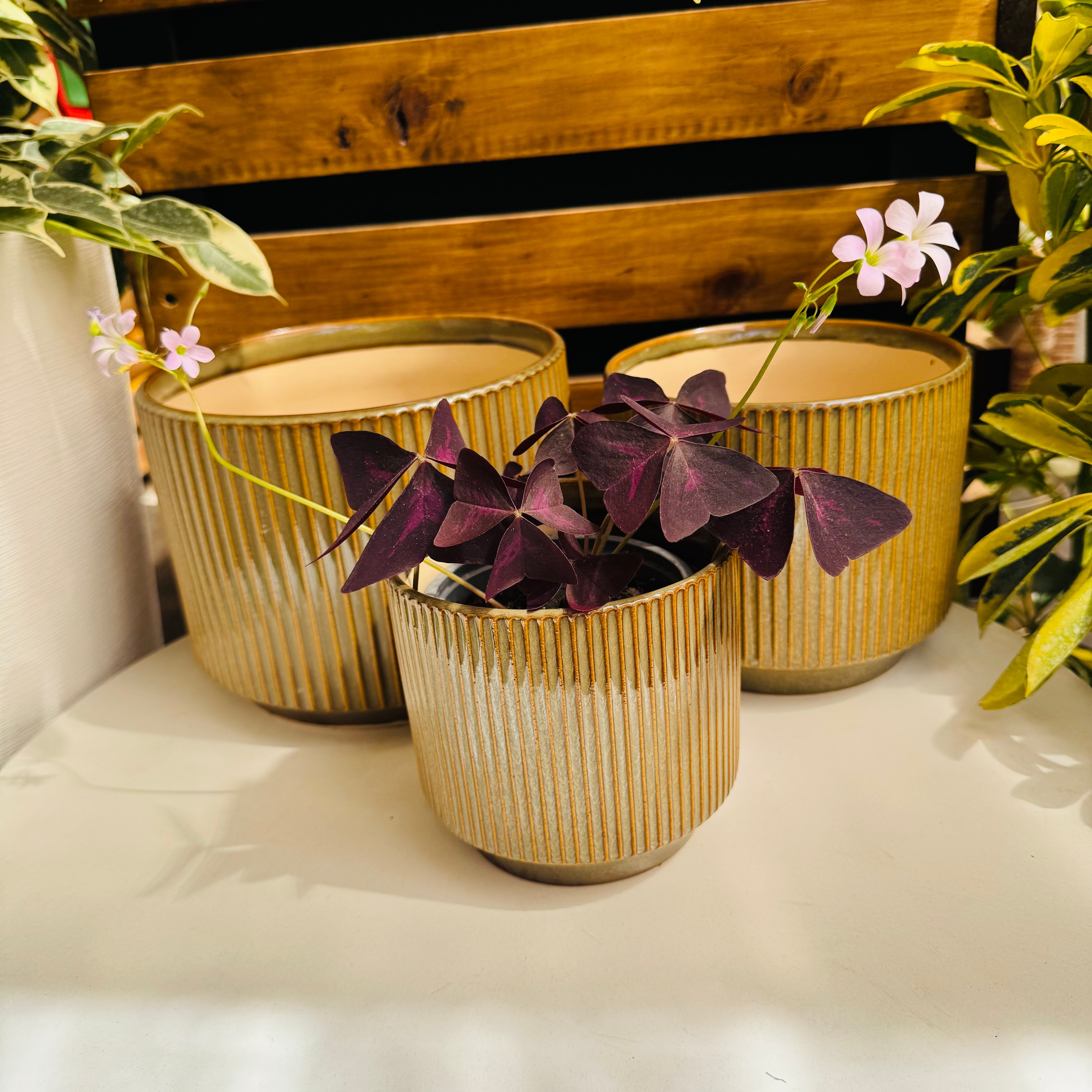 Vivero Mis Tesoros C Gloria