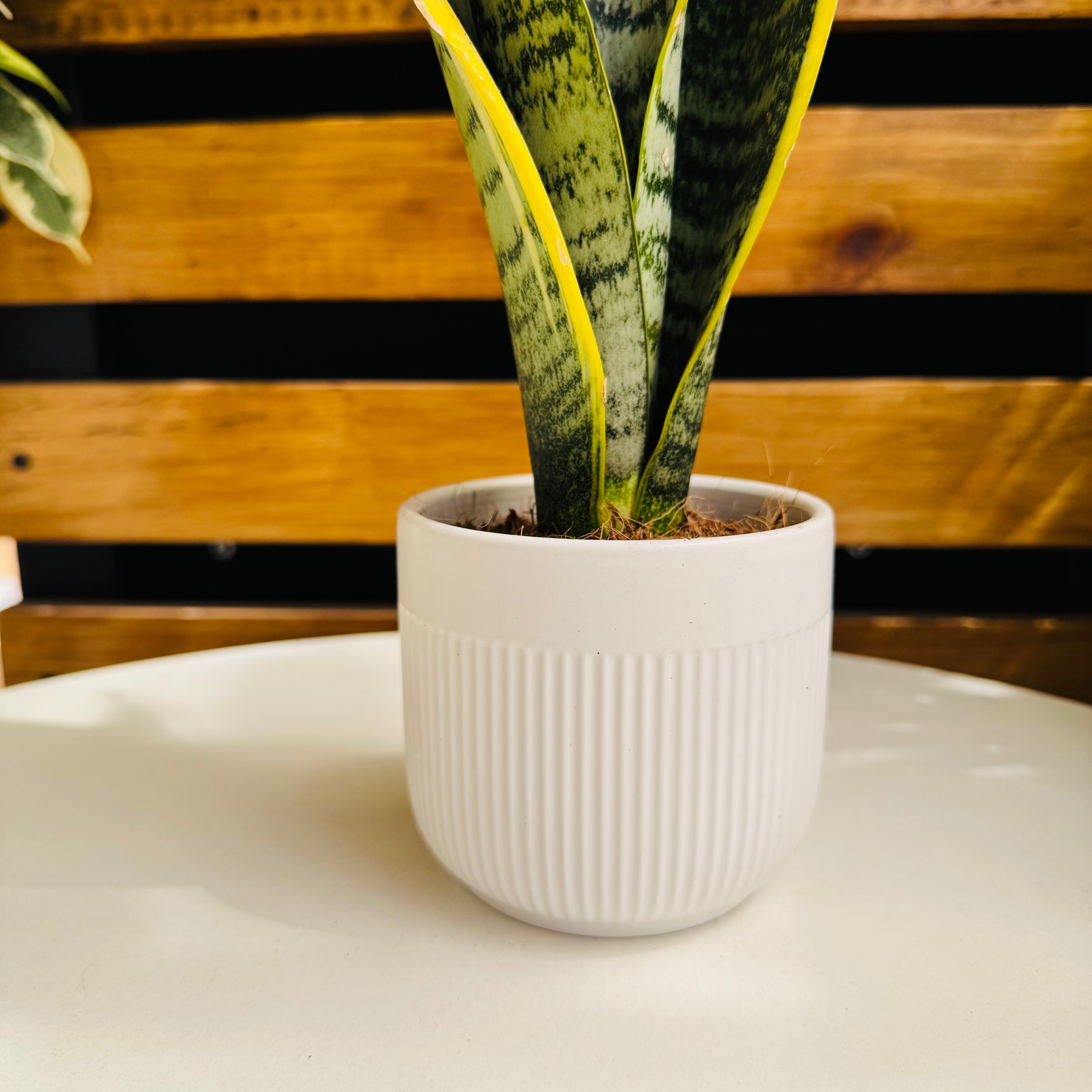 Maceta cerámica Blanca