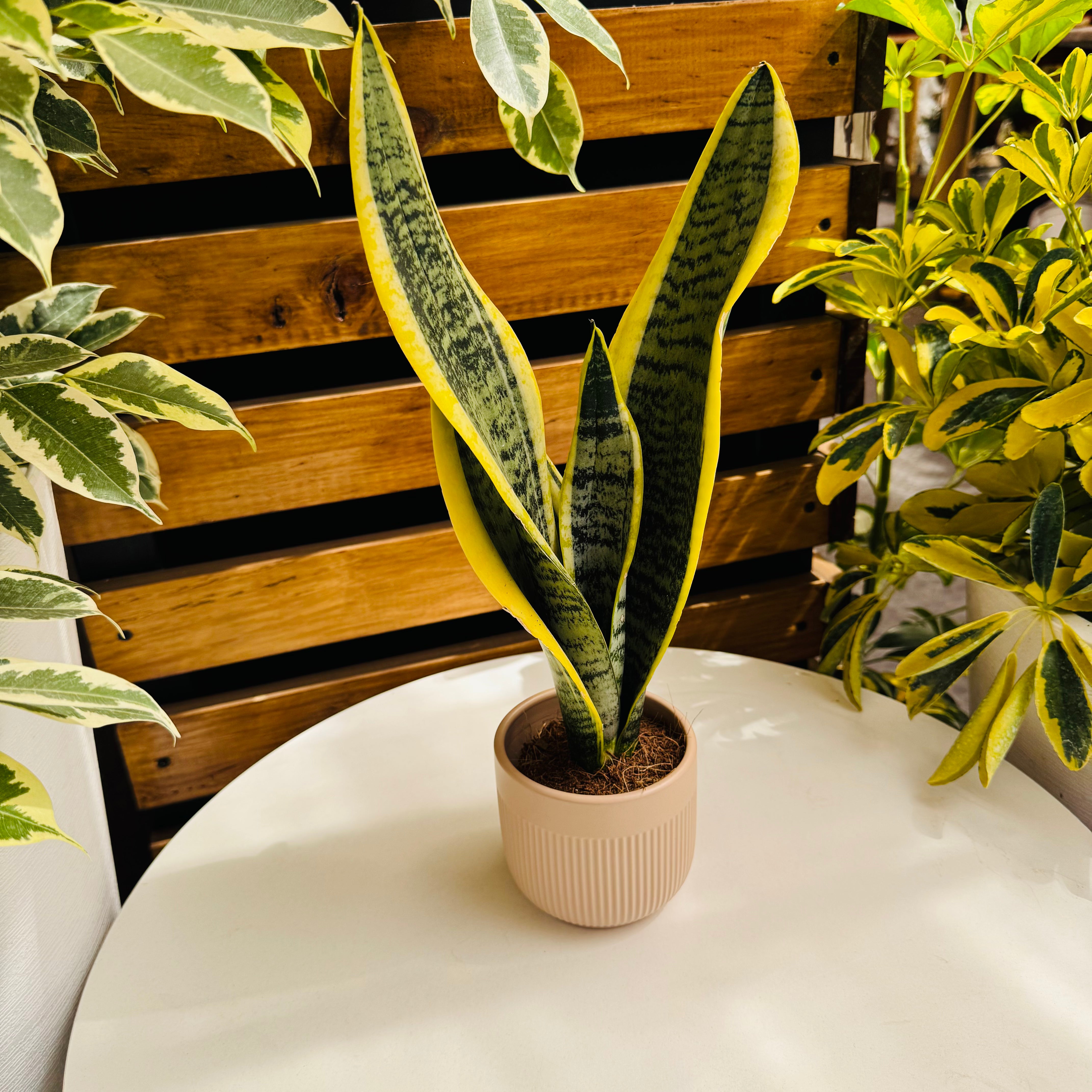 Maceta cerámica Crema