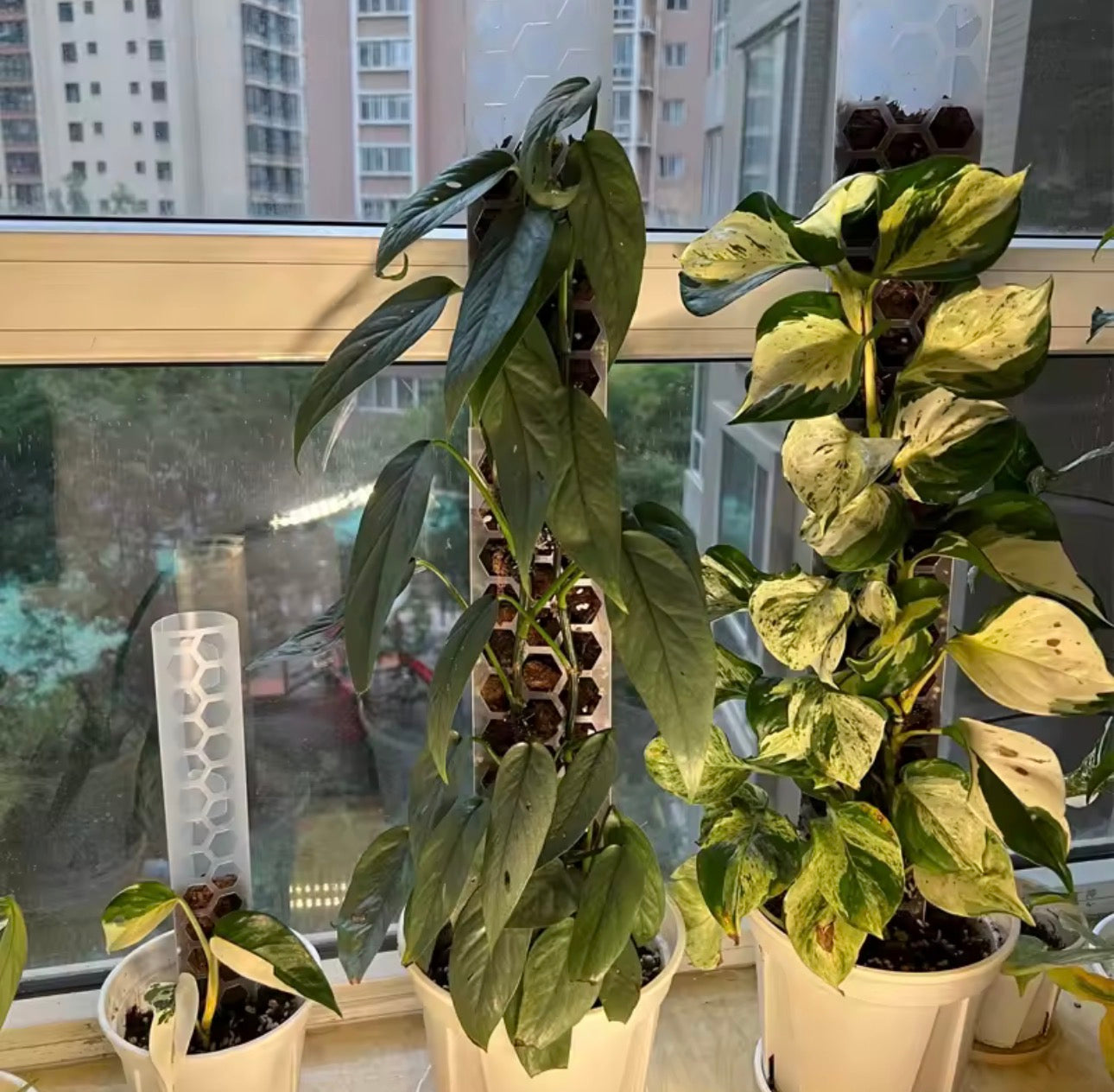 Pack de tutores premium + amarra (para armar)