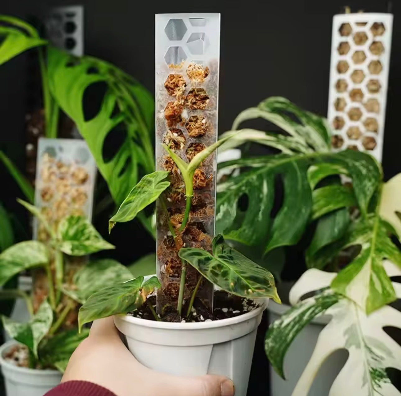 Tutor premium de Musgo