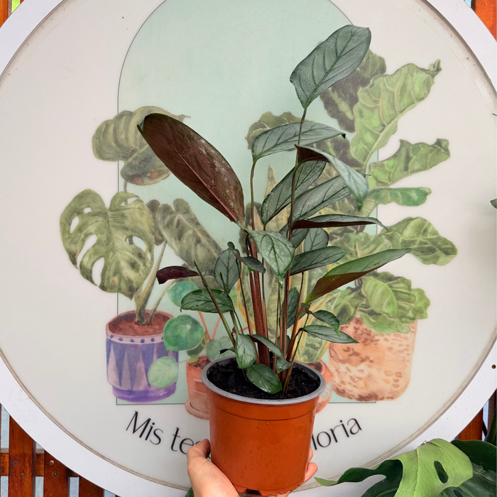 Calathea Grey Star