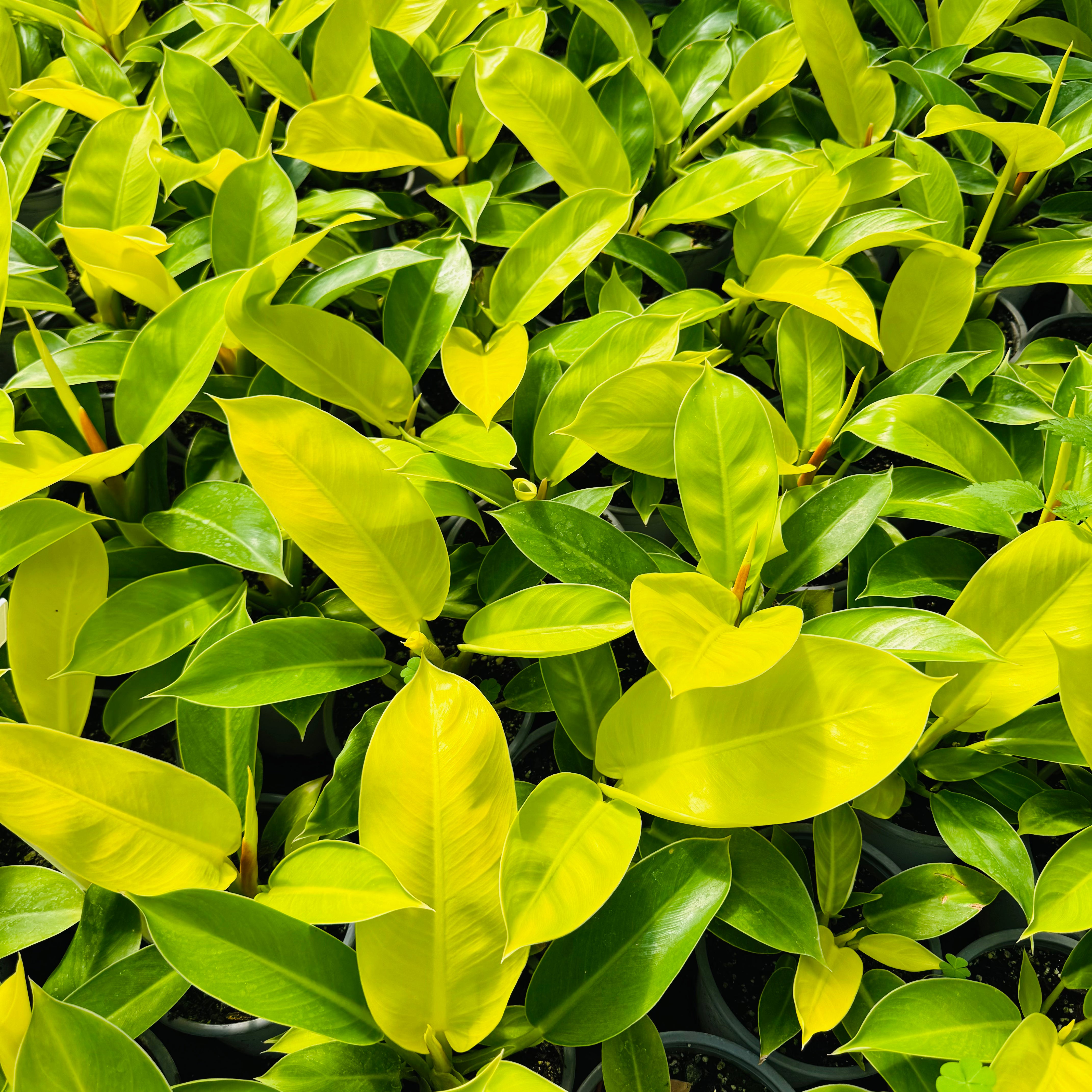 Filodendro Imperial Golden