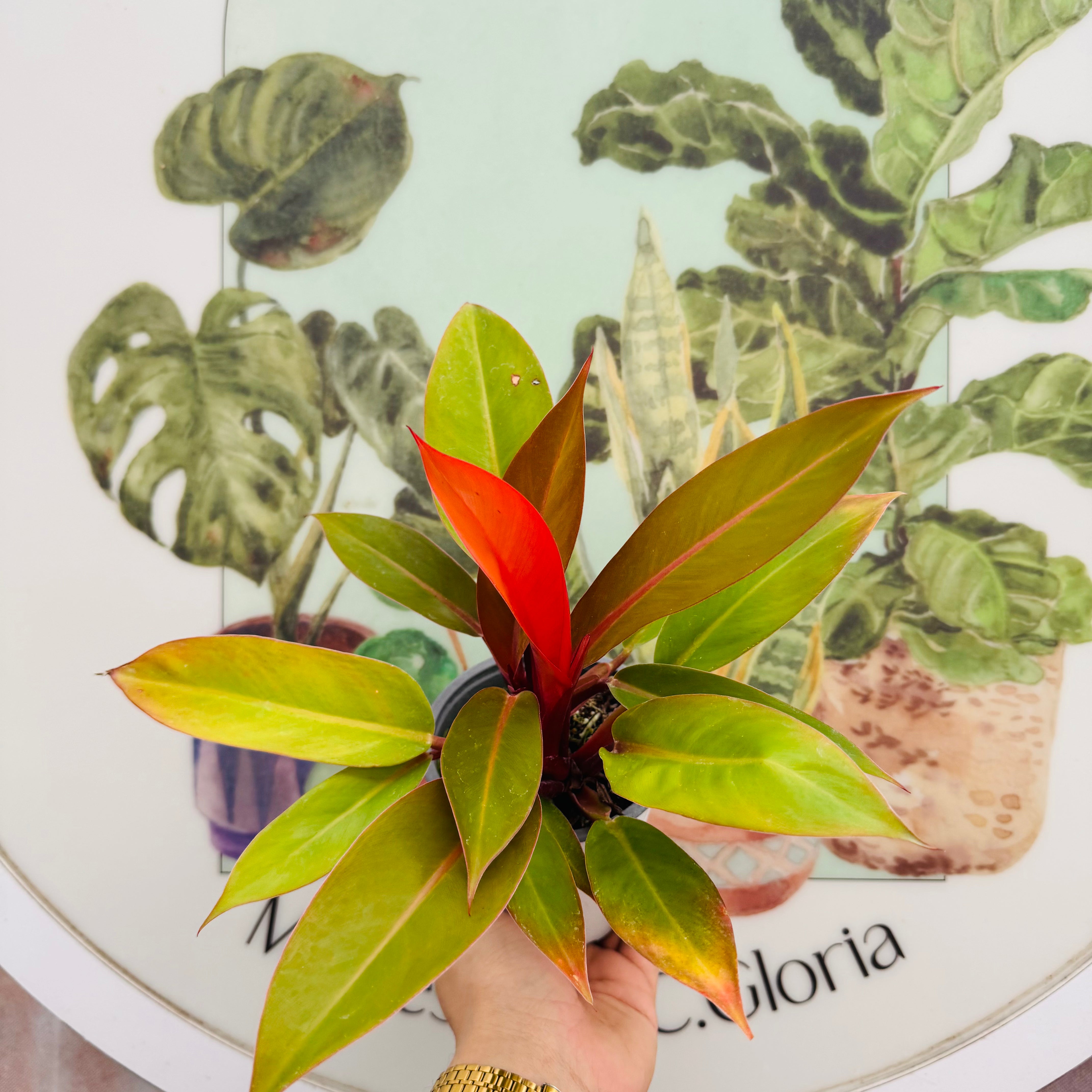 Filodendro Prince of Orange