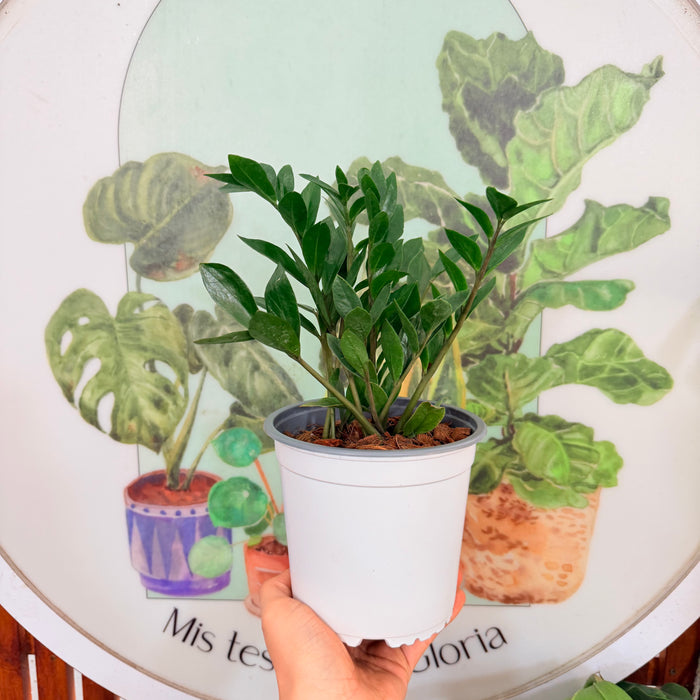 ZZ Green - Zamioculca Zamifolia
