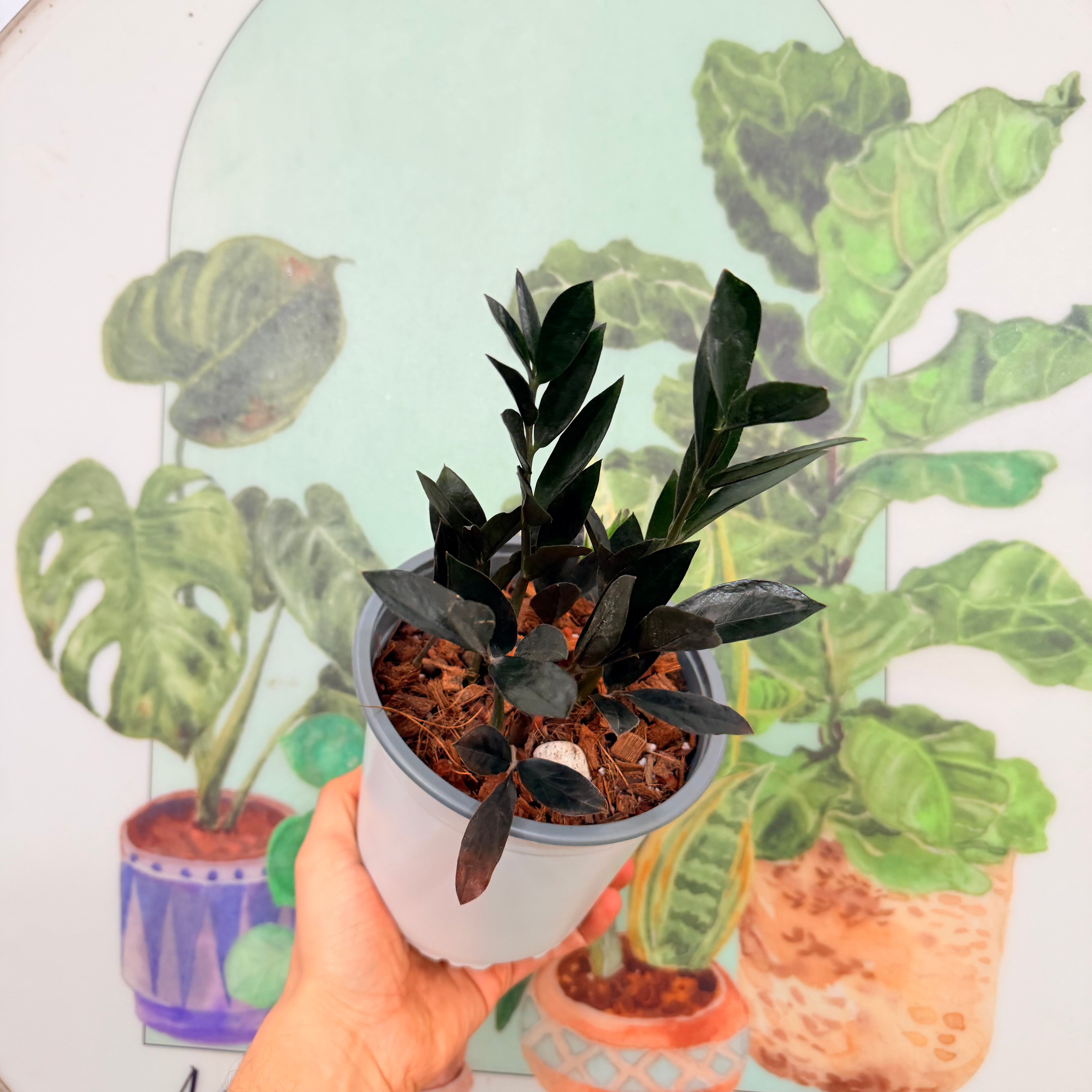 ZZ Black - Zamioculca Zamifolia