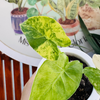 Alocasia Gragana Aurea