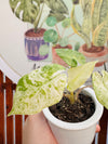Alocasia Odora Variegada Batik