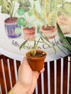Alocasia Azlanii