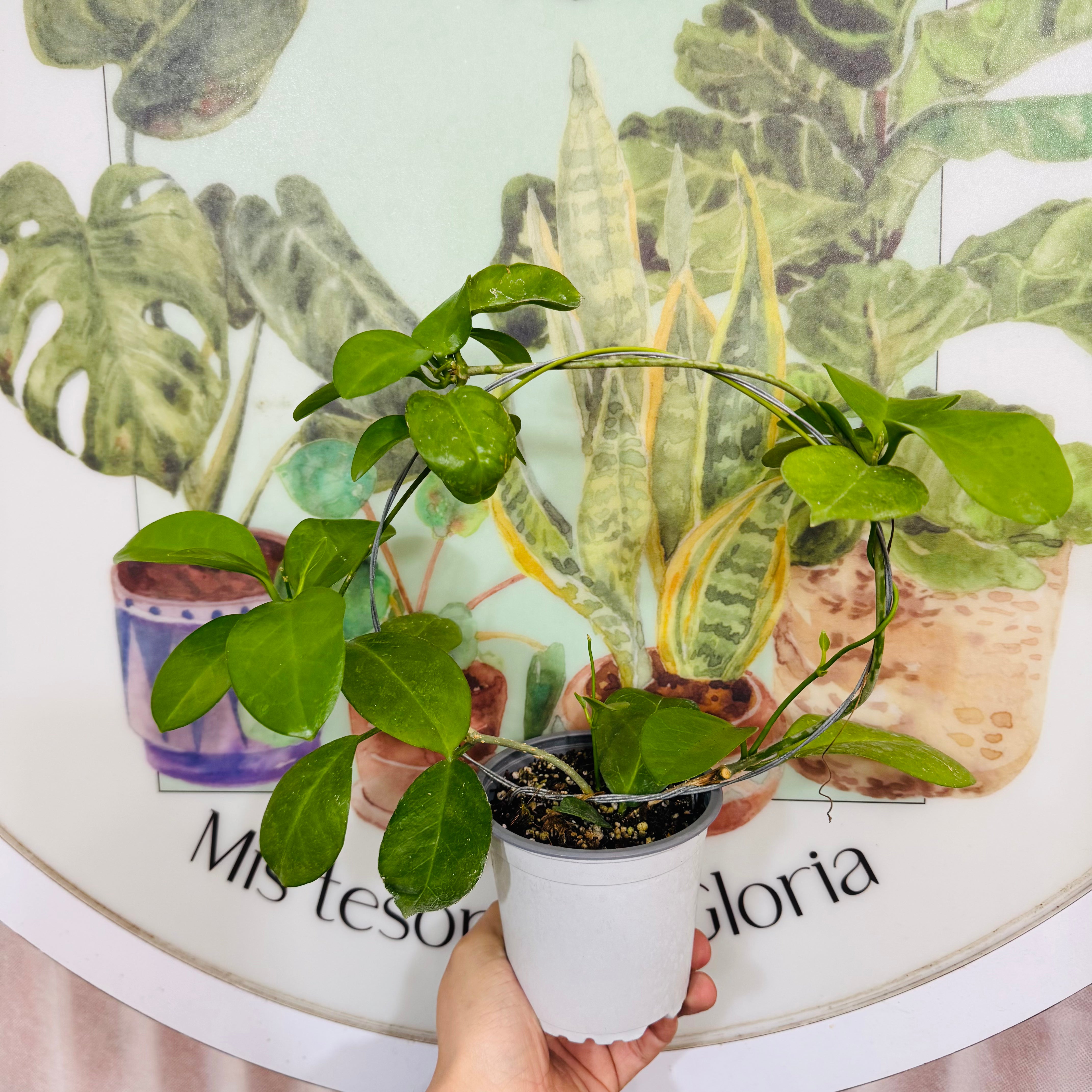 Vivero Mis Tesoros C Gloria