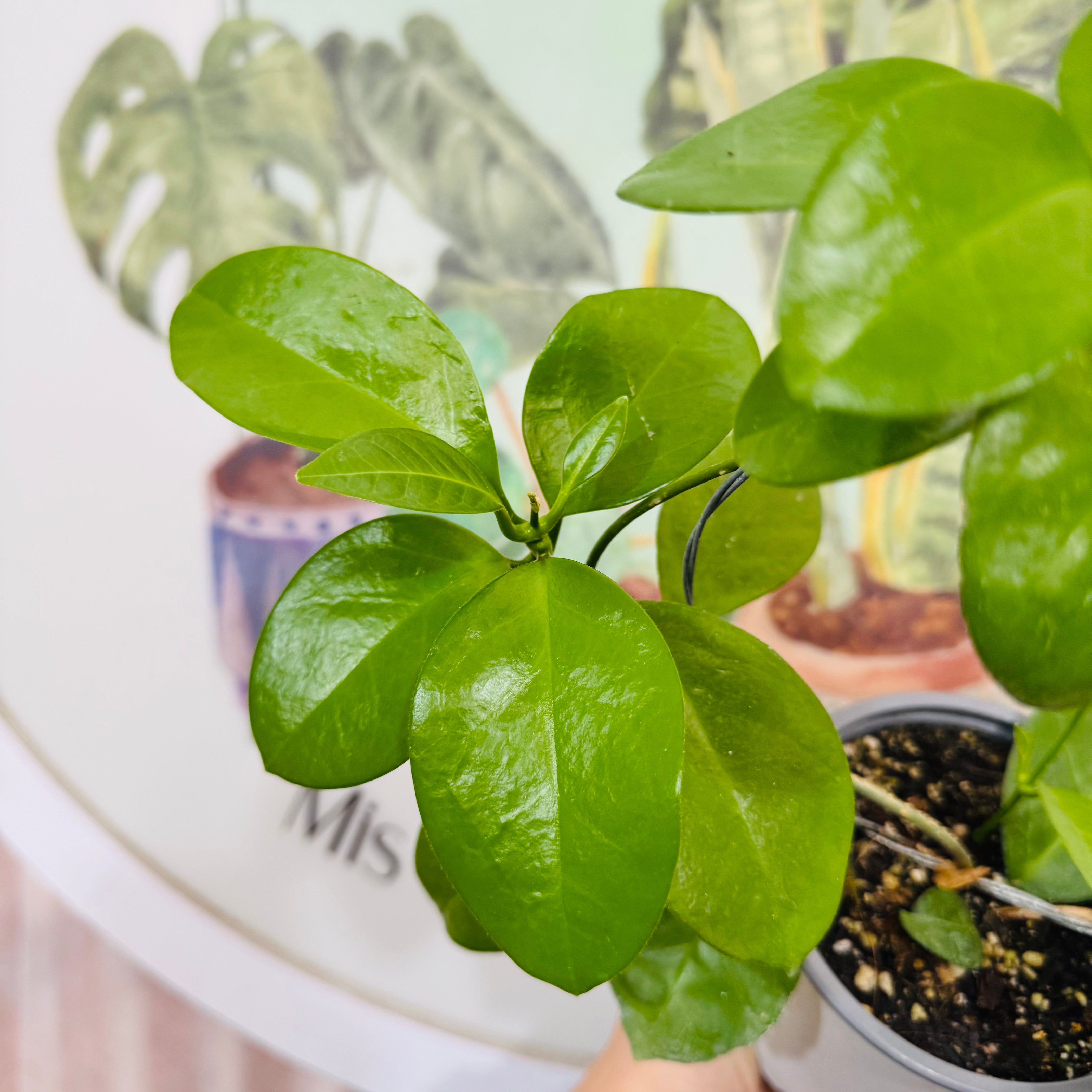 Hoya Australis "Clepia"