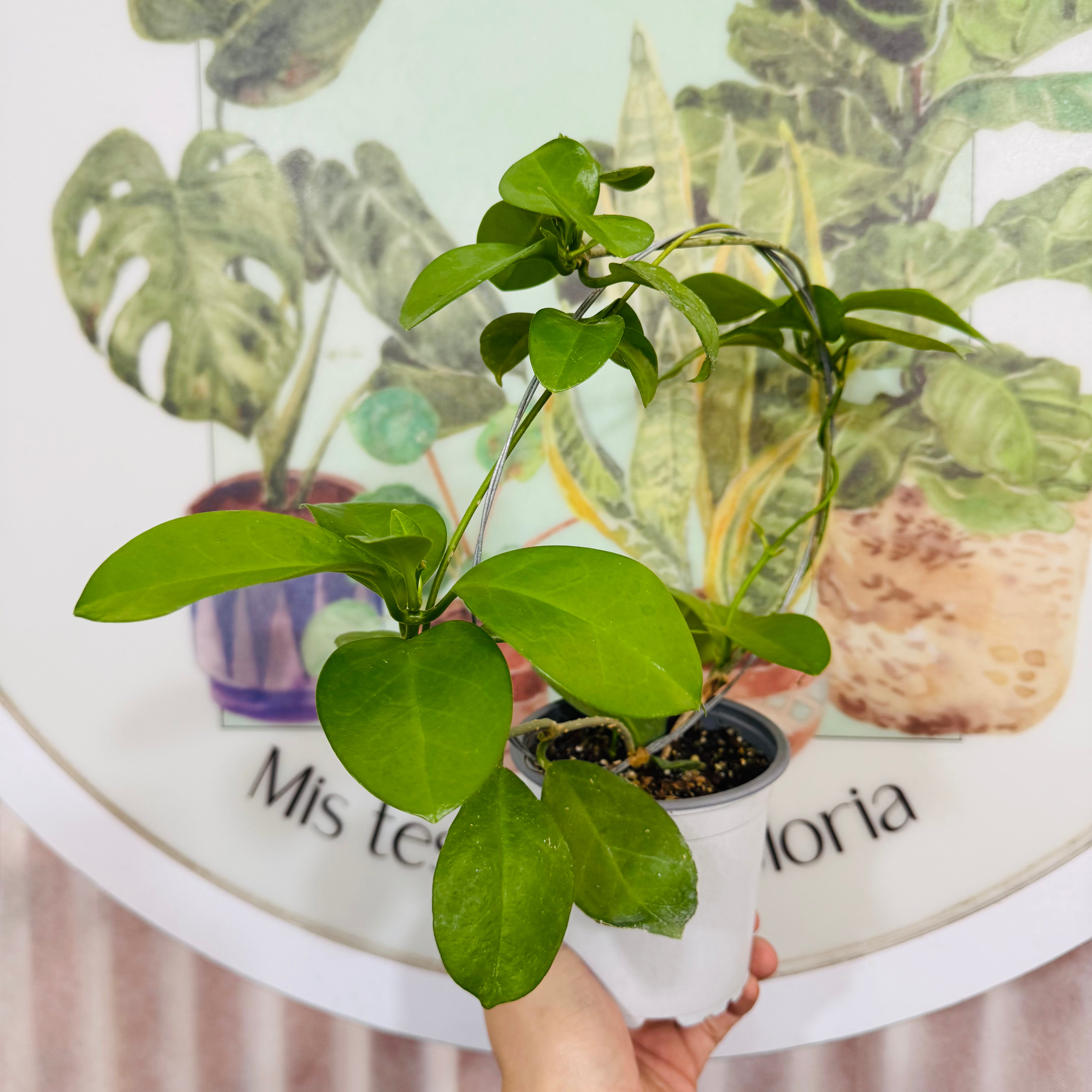 Vivero Mis Tesoros C Gloria