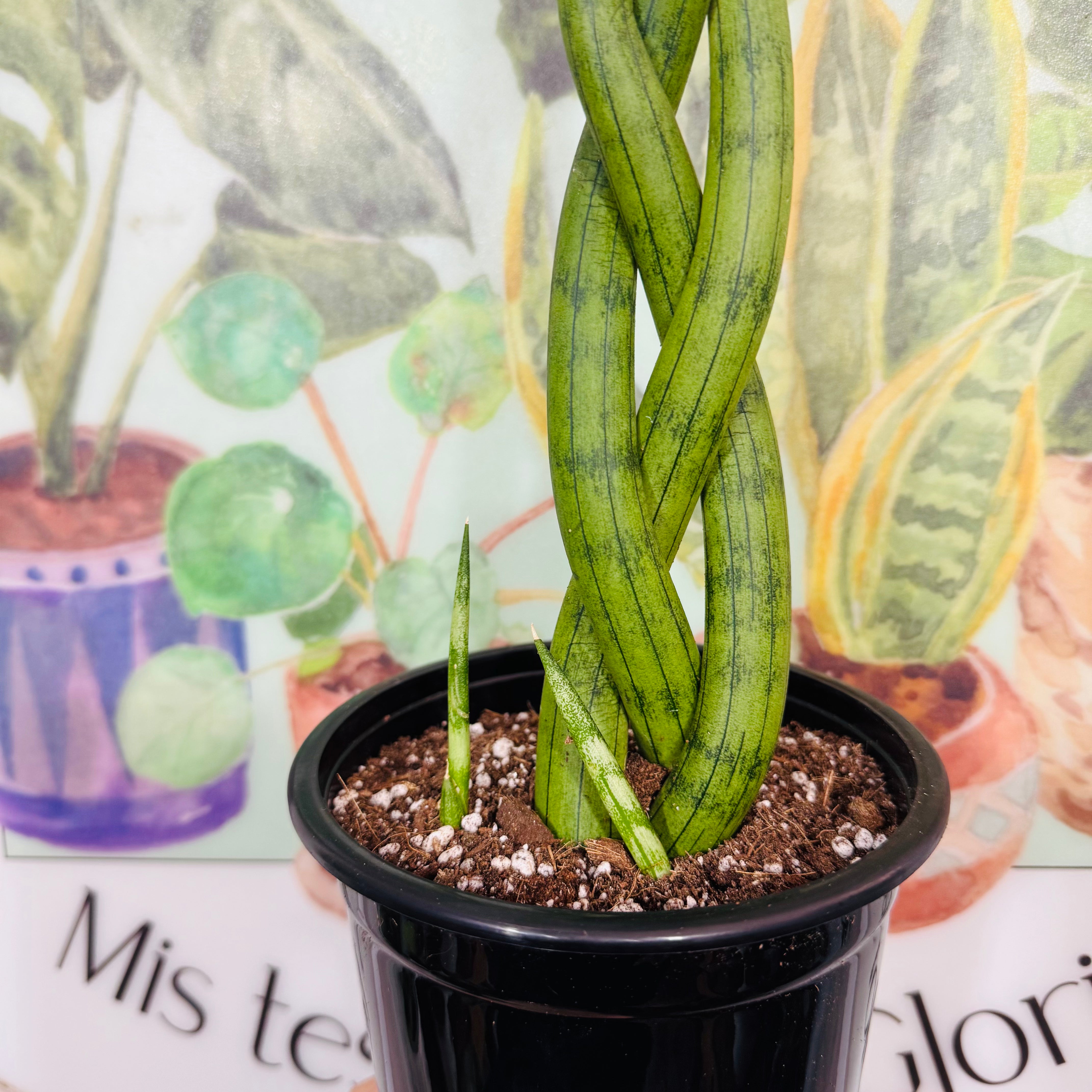 Sansevieria Cylindrica Trenzada 40cm
