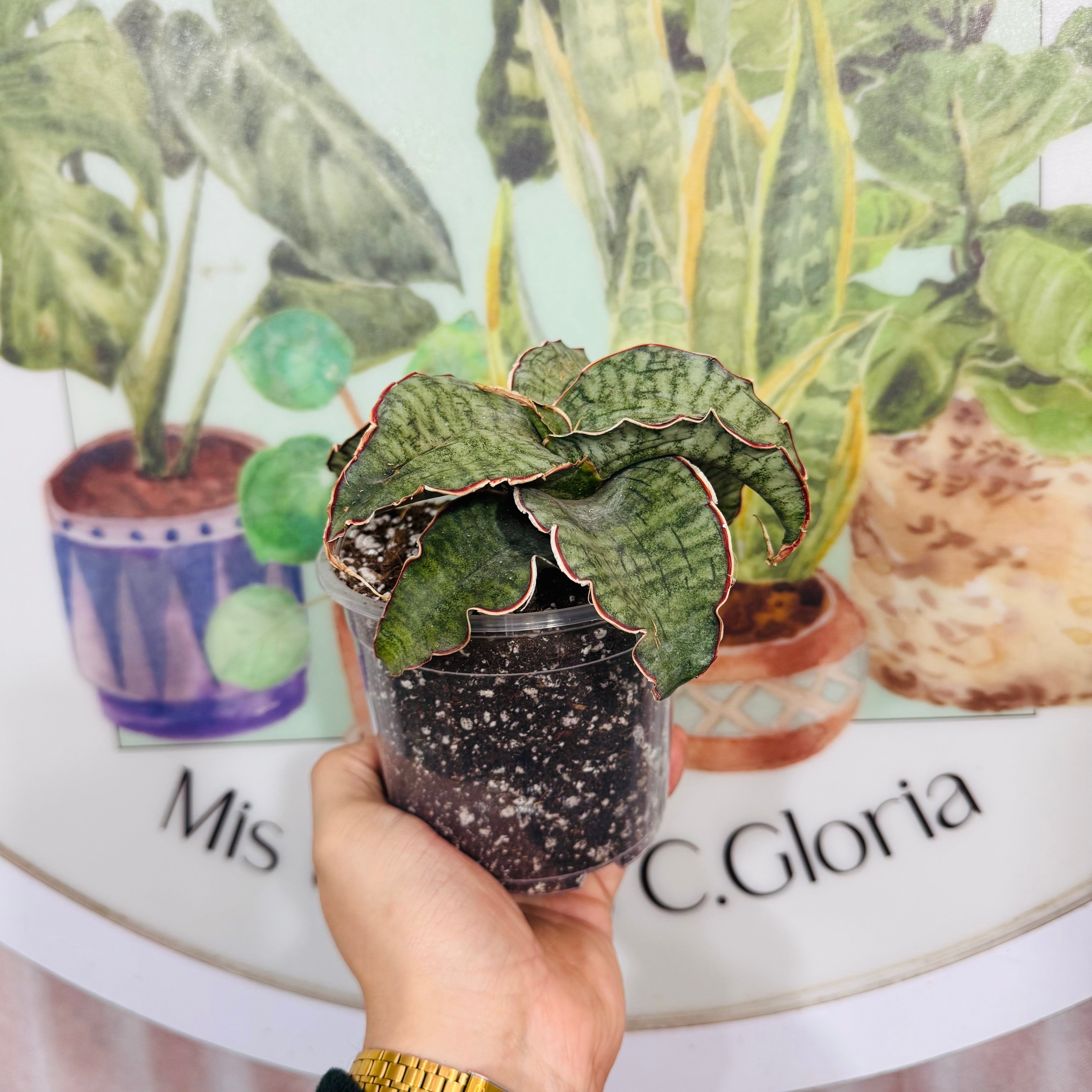 Sansevieria Kirkii Silver Blue maceta n.10