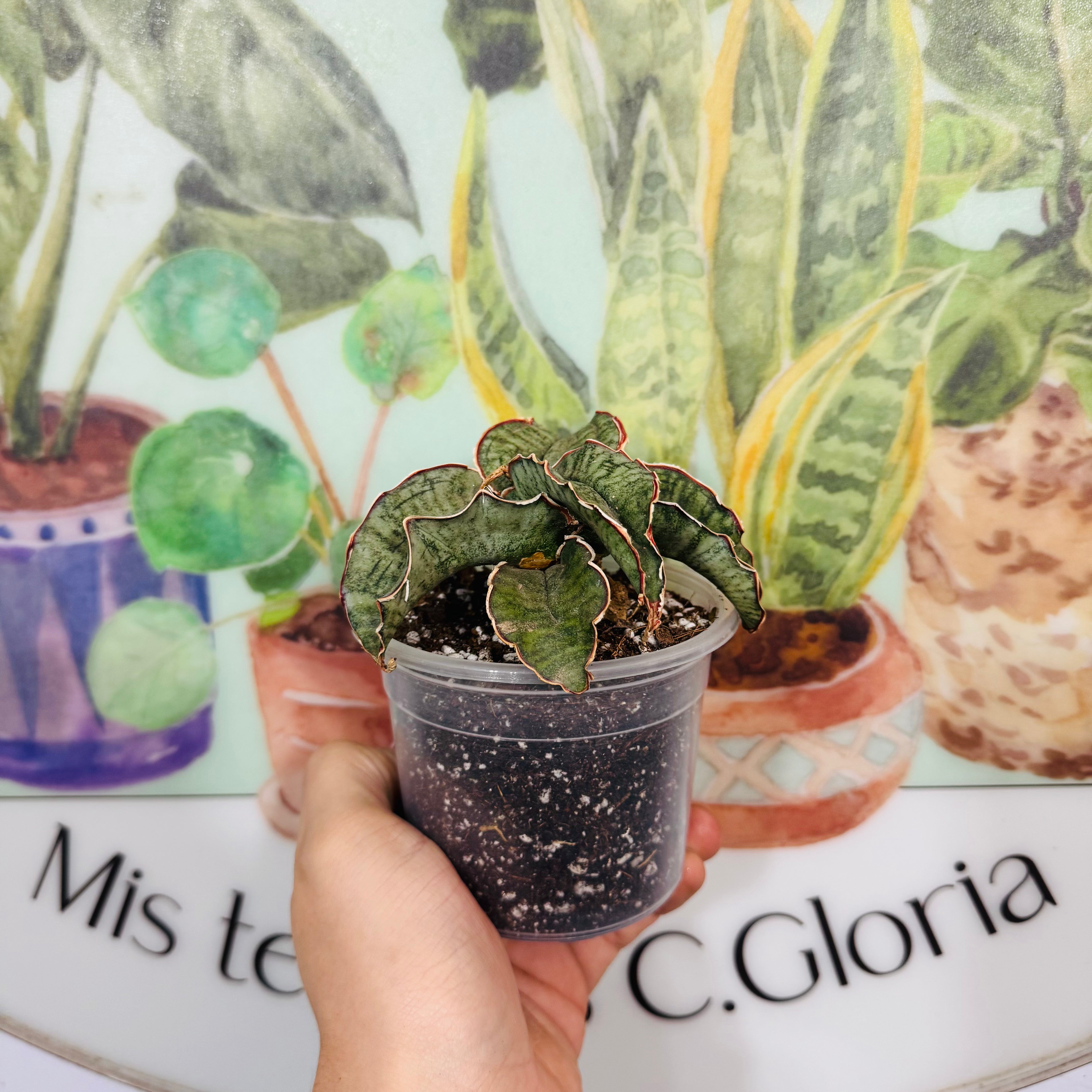 Sansevieria Kirkii Silver Blue maceta n.8