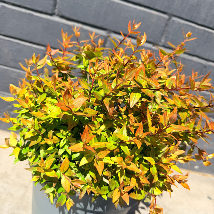 Abelia Golden · Un arbusto para iluminar tu jardín 💛🌿