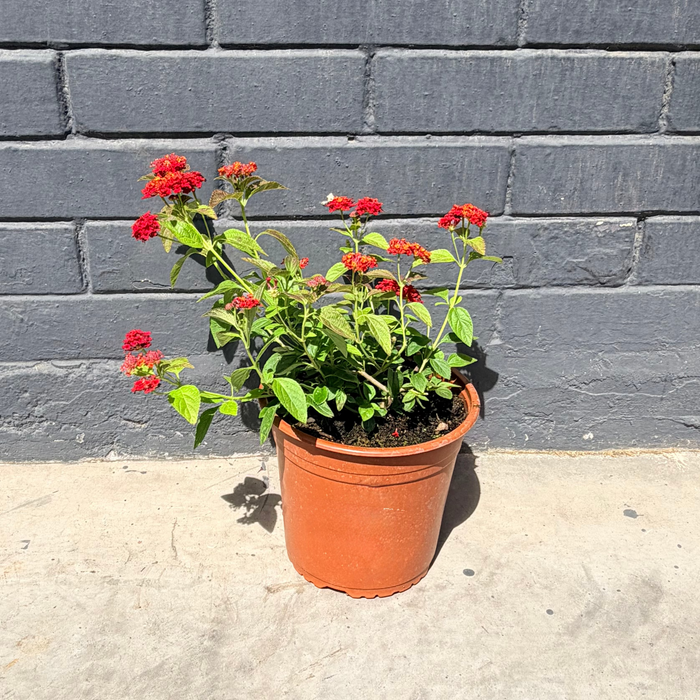 Lantana · Flores y color para tu jardín