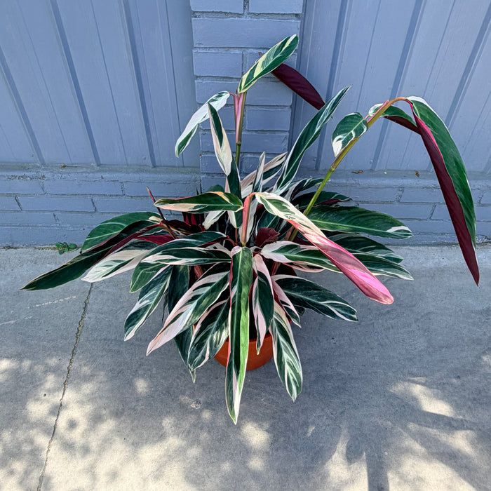 Stromanthe Triostar XL