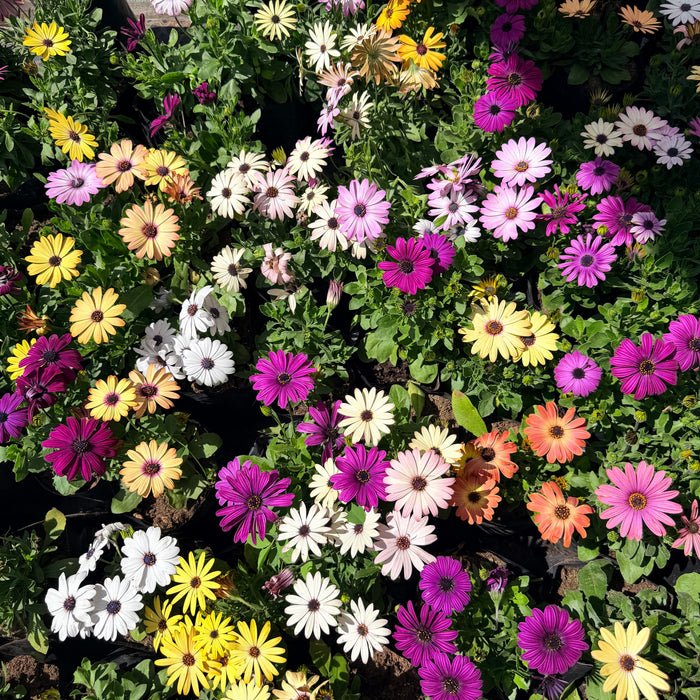Osteospermum o Dimorfoteca · ¡Llena de color tu jardín!