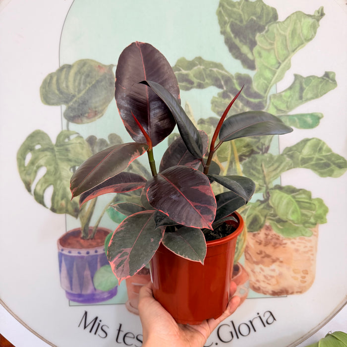 Mix de Ficus/Gomeros Ruby + Burgondy