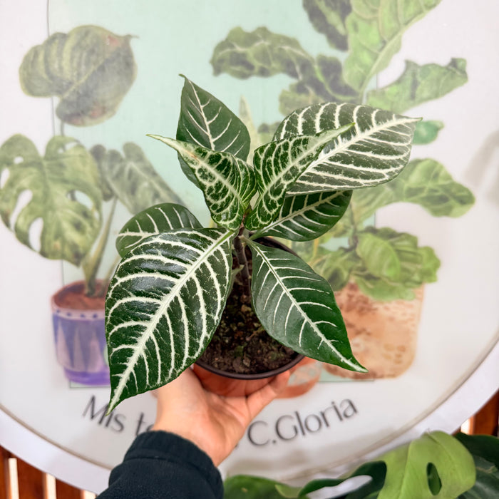 Afelandra Zebrina