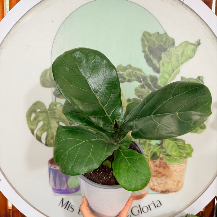 Ficus lyrata Bambino