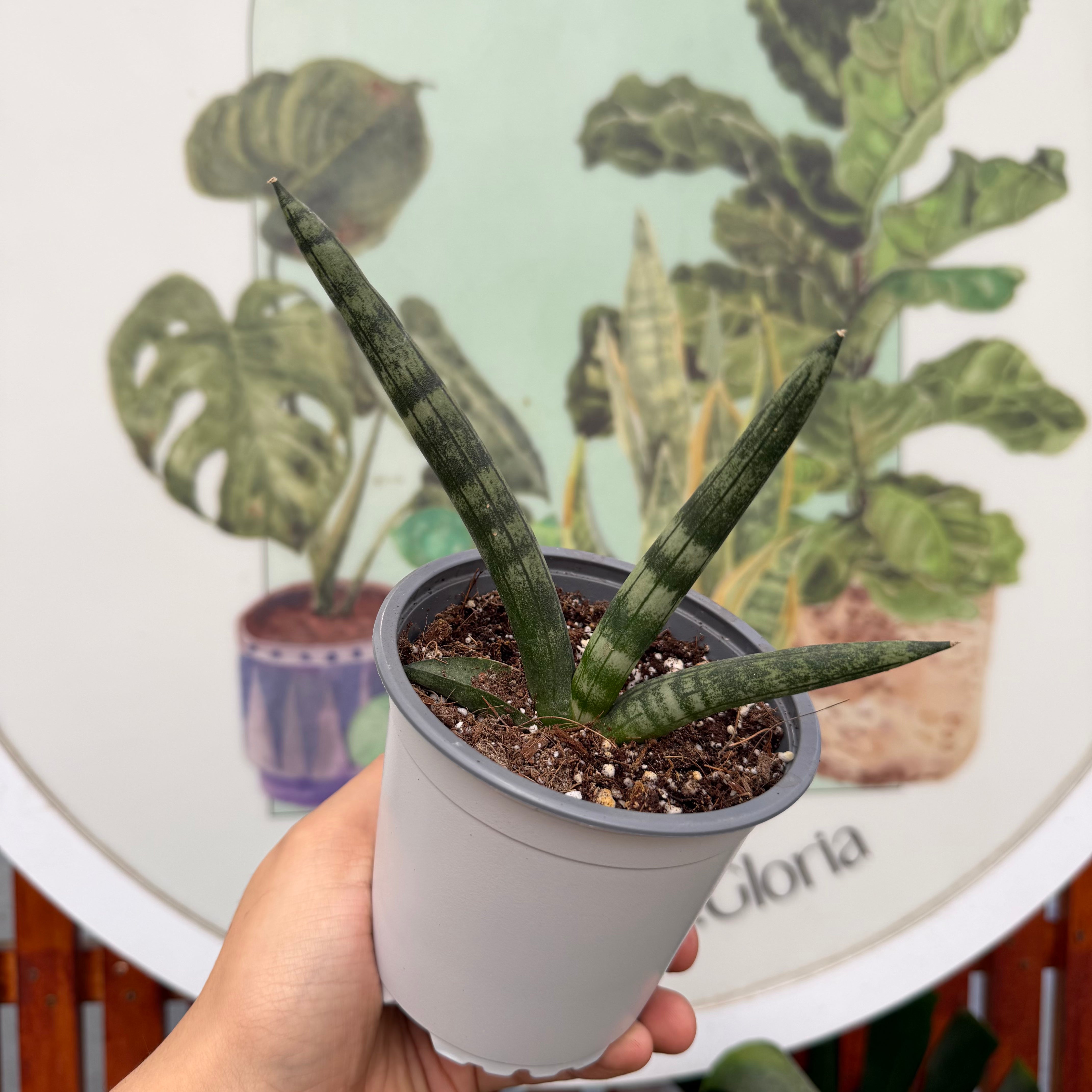 Sansevieria Boncel m.11