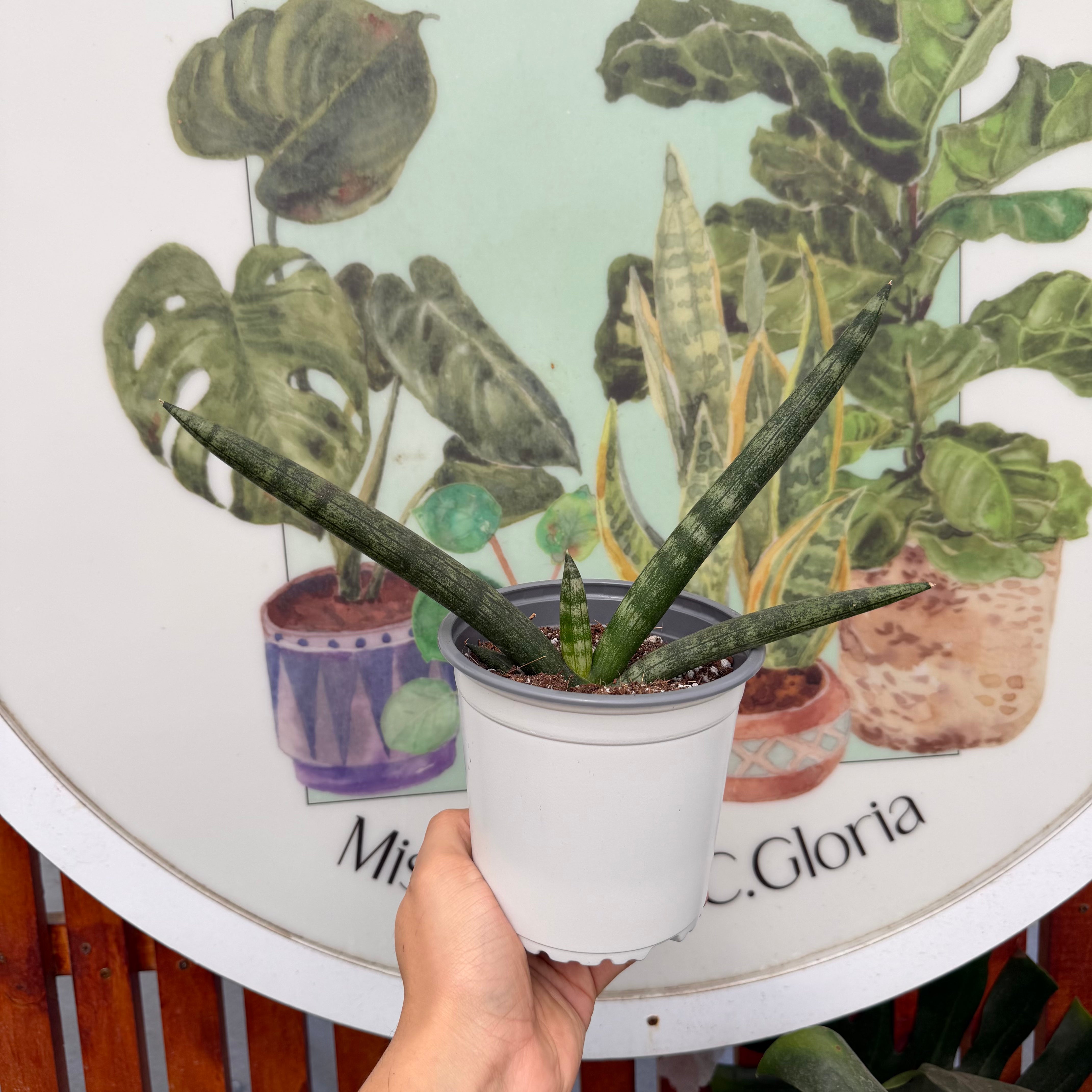 Sansevieria Boncel m.13