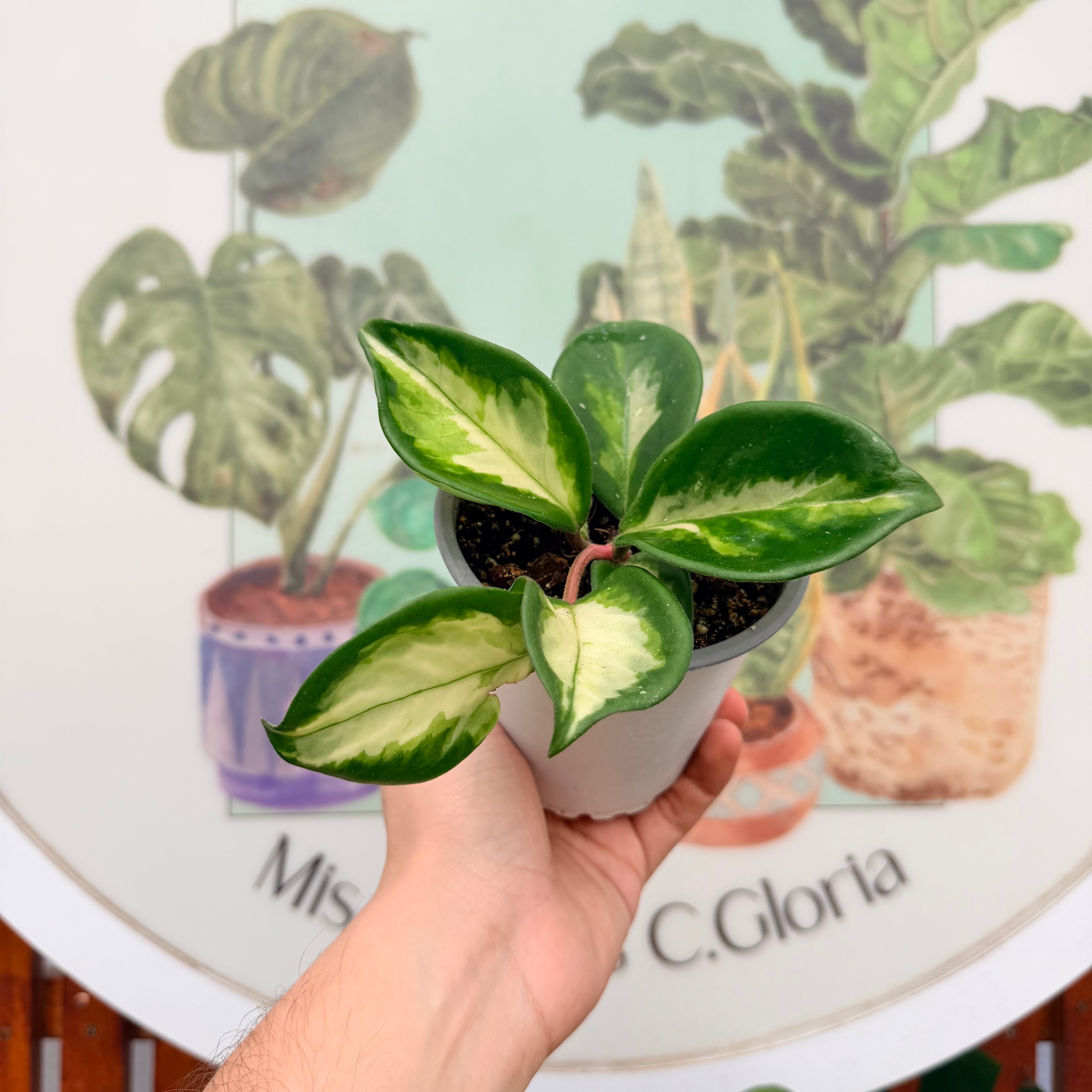 Hoya Krimson Princess