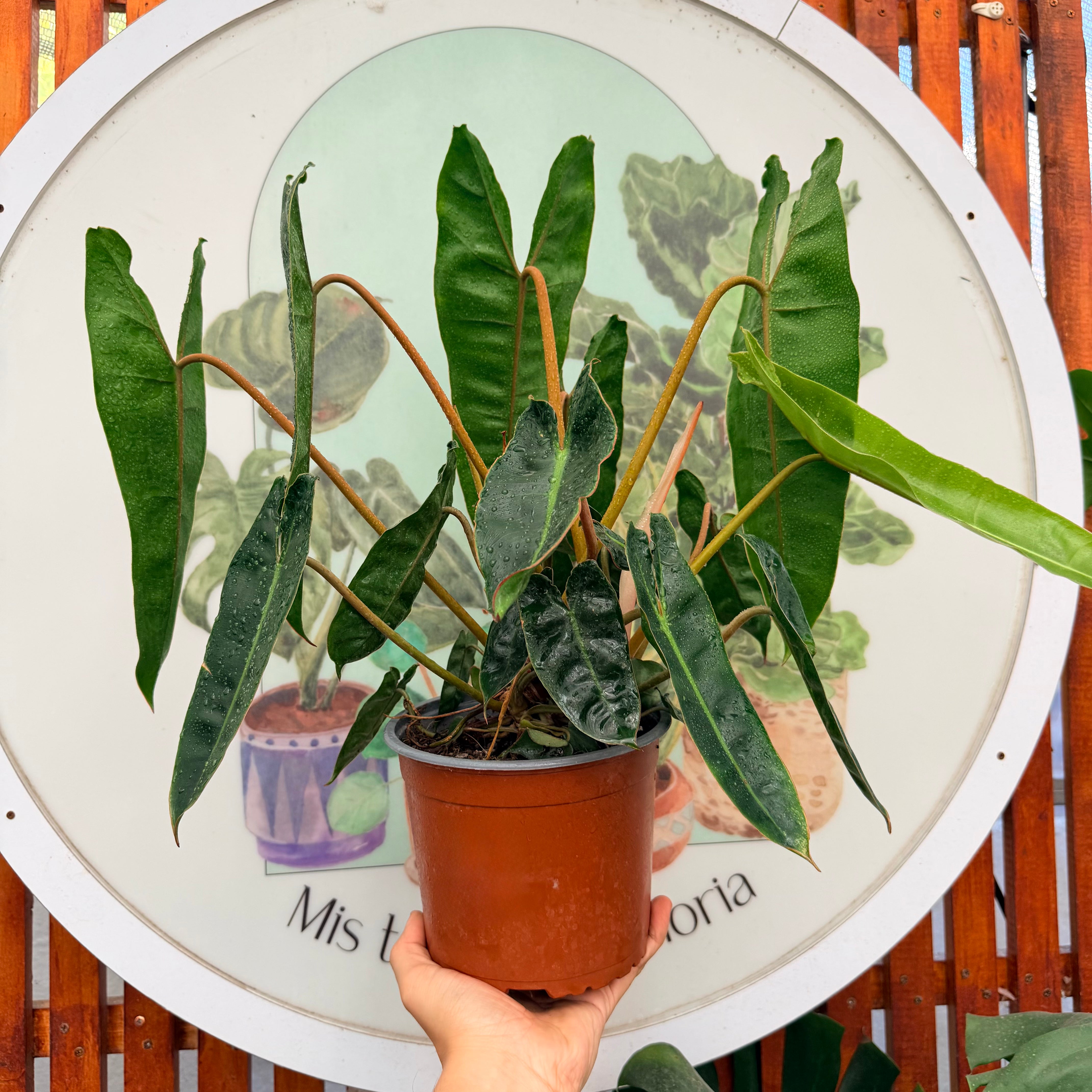 Filodendro Billitae XL