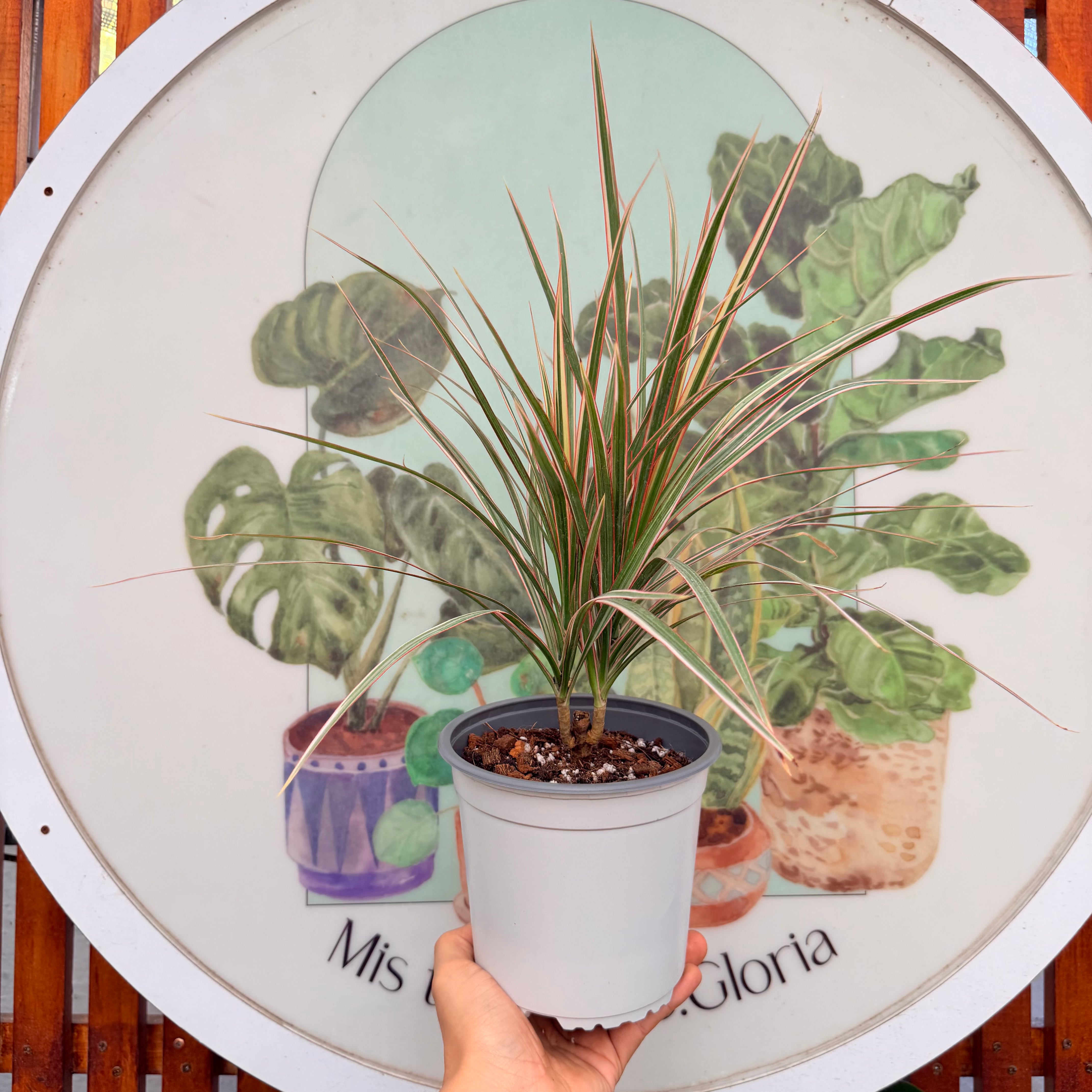 Dracena Marginata Tricolor doble