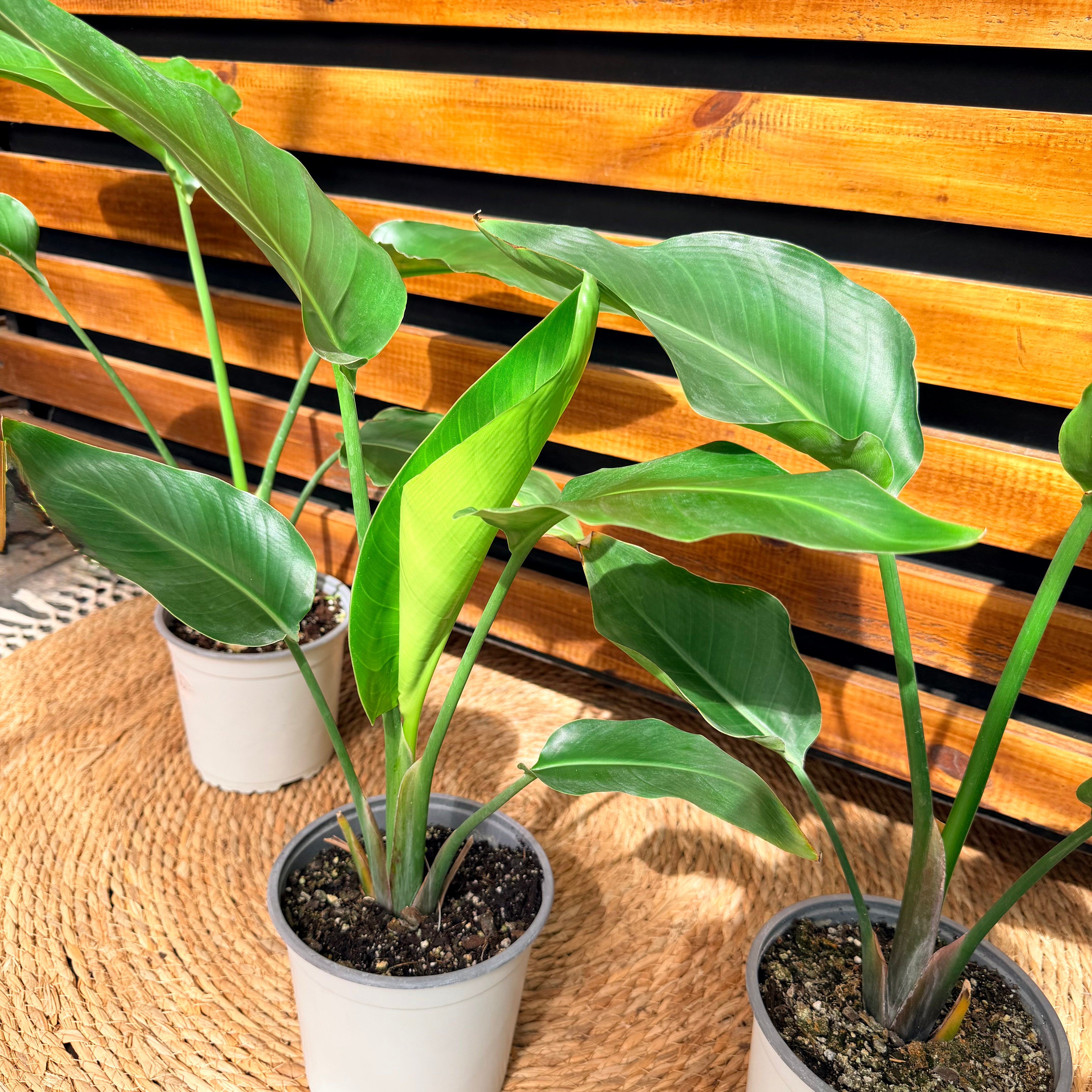 Strelitzia Nicolai