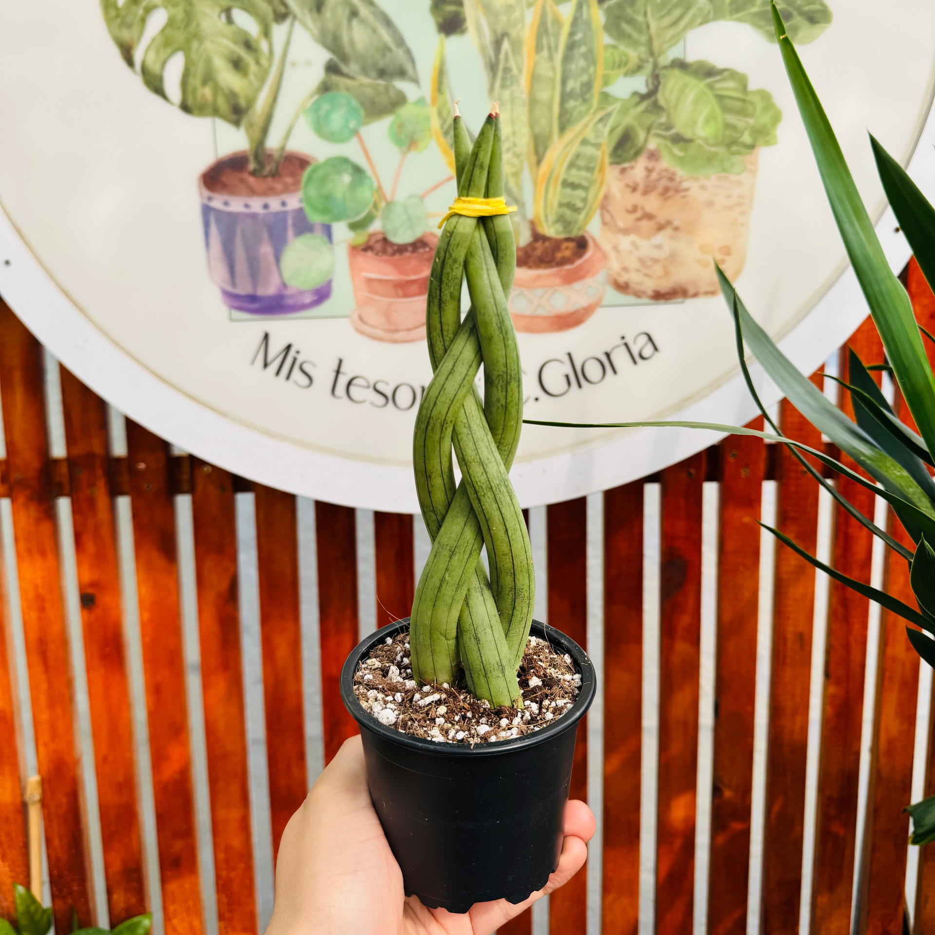 sansevieria comprar Sansevieria Cylindrica Trenzada 30cm – Vivero Mis Tesoros C Gloria