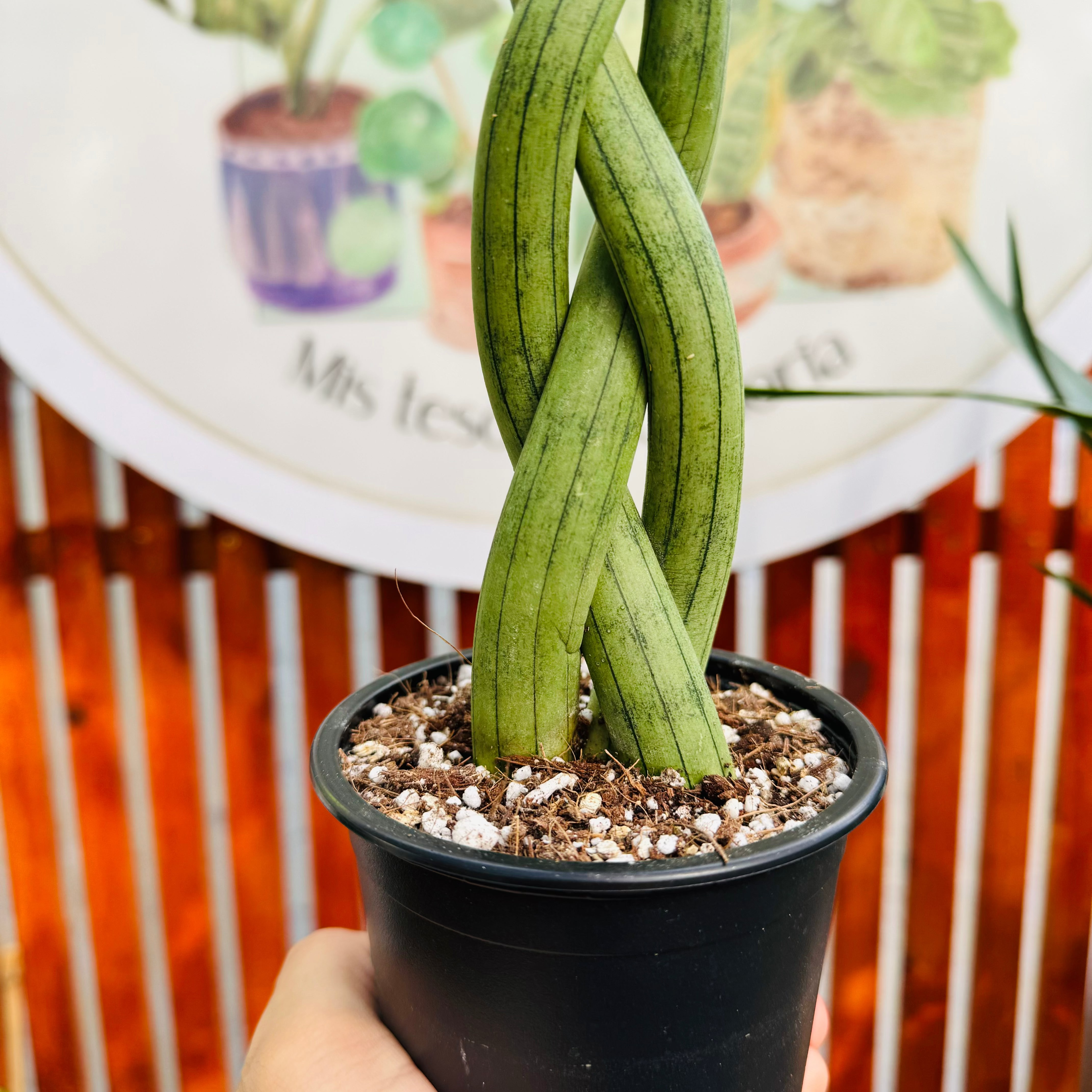 sansevieria tamaño Sansevieria Cylindrica Trenzada 30cm – Vivero Mis Tesoros C Gloria