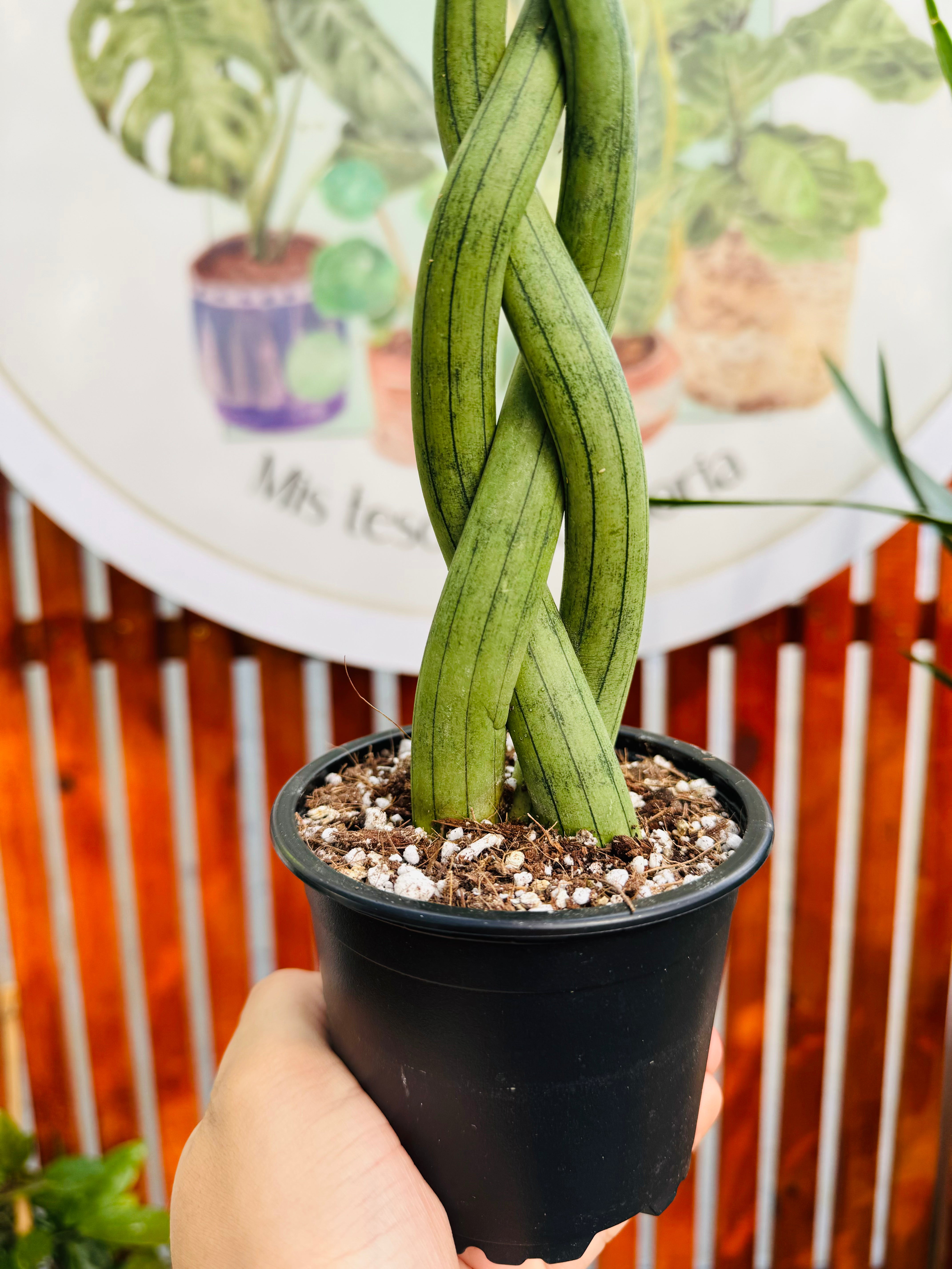 Sansevieria Cylindrica Trenzada 30cm