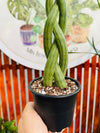 Sansevieria Cylindrica Trenzada 40cm