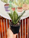 Sansevieria Silver Frost
