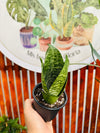 Sansevieria Green Hahinii